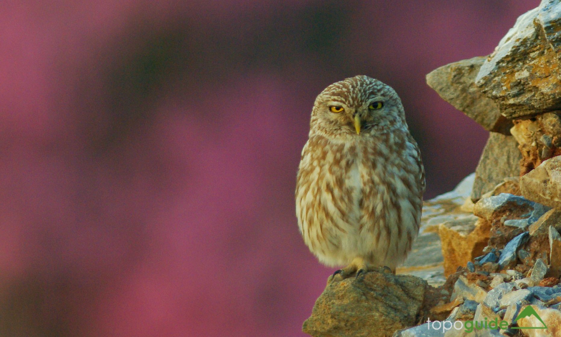Τα πουλιά της Ελλάδας: Η Κουκουβάγια (Athene noctua)