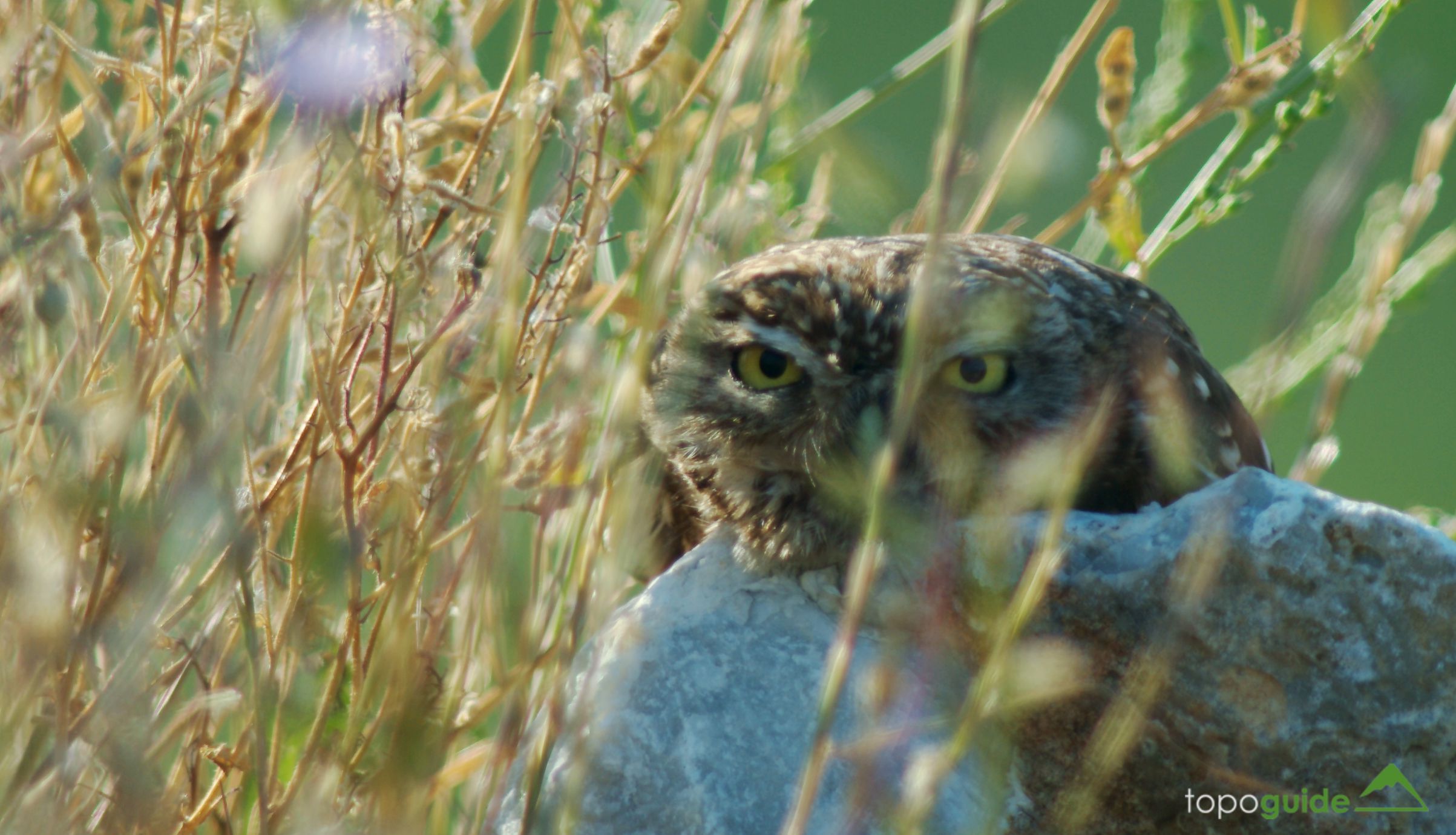 Τα πουλιά της Ελλάδας: Η Κουκουβάγια (Athene noctua)