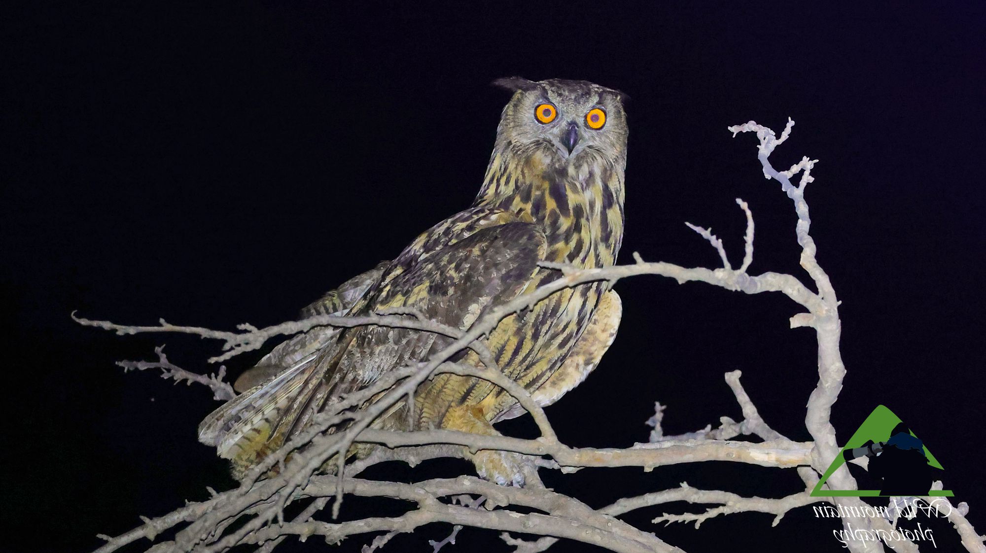 Τα πουλιά της Ελλάδας: Ο Μπούφος (Bubo bubo)