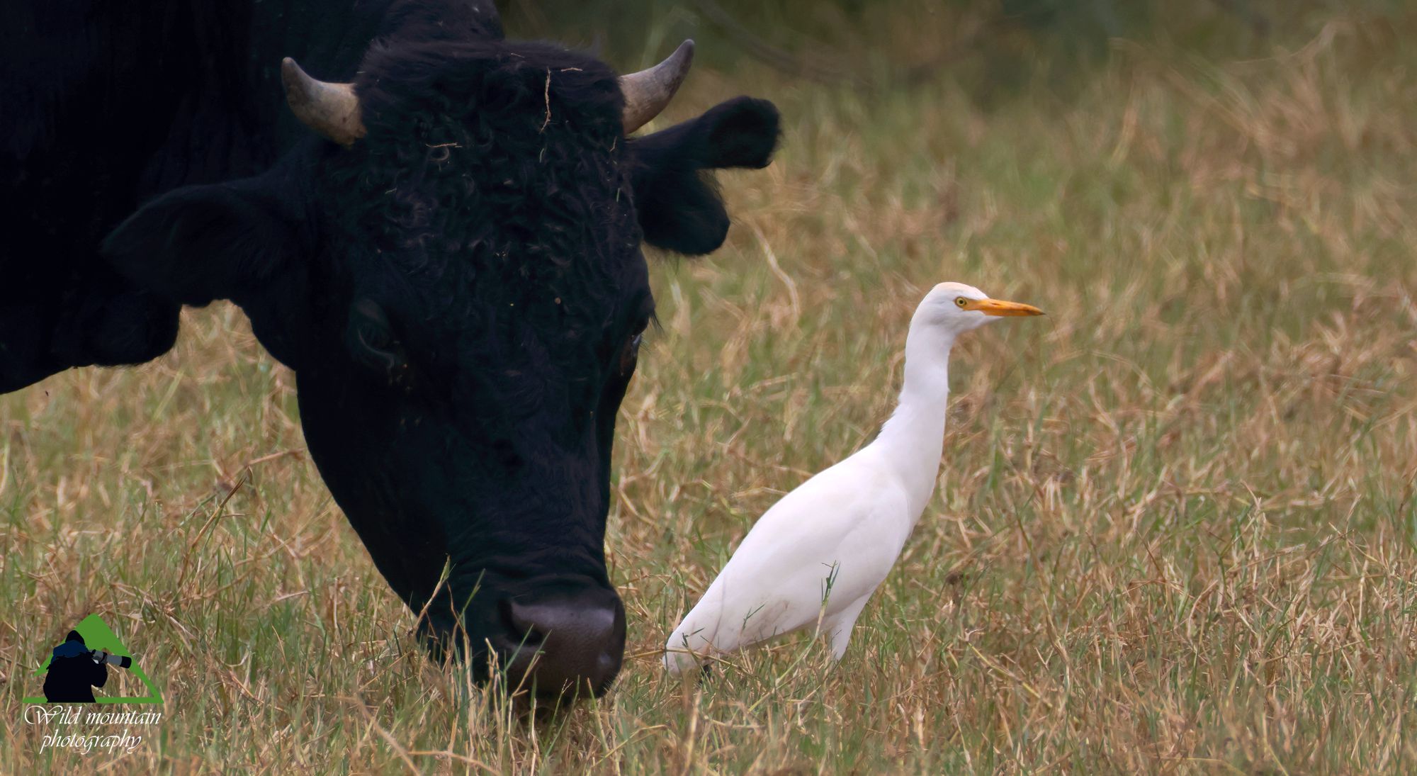 Τα πουλιά της Ελλάδας: Ο Γελαδάρης (Ardea ibis)