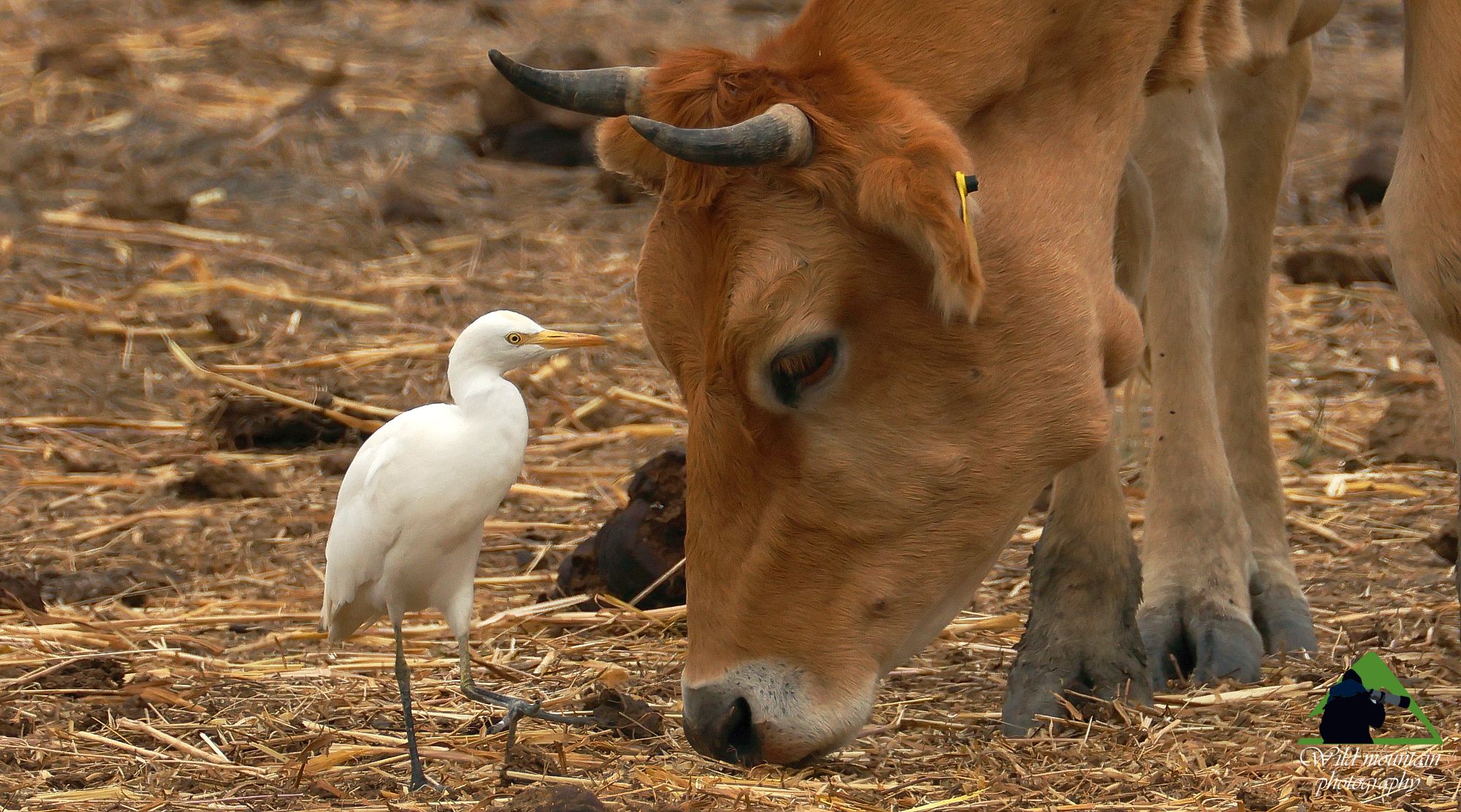 Τα πουλιά της Ελλάδας: Ο Γελαδάρης (Ardea ibis)