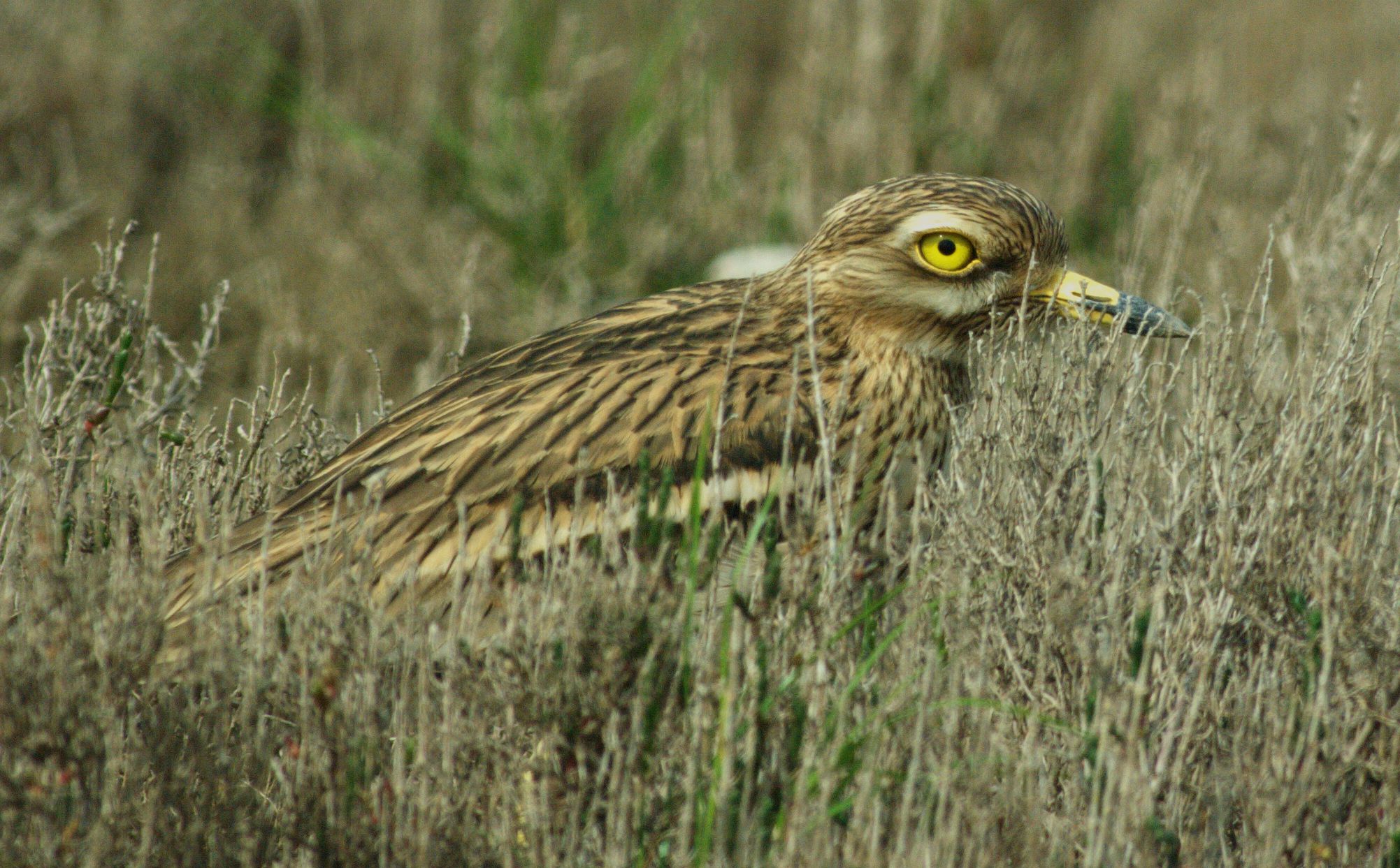 Τα πουλιά της Ελλάδας: Η Πετροτριλίδα (Burhinus oedicnemus)