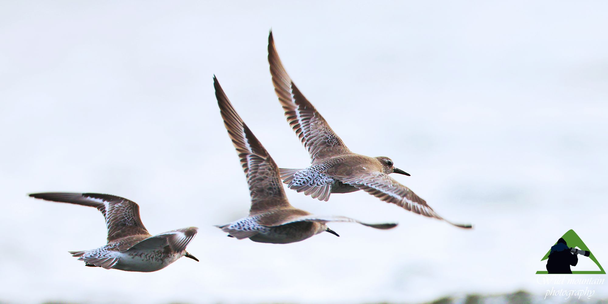 Τα πουλιά της Ελλάδας: Η Κοκκινοσκαλίδρα (Calidris canutus)