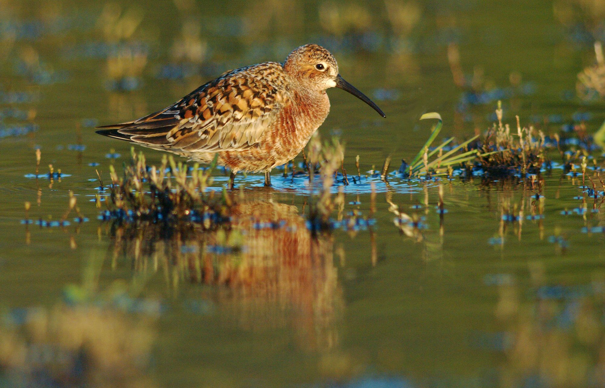 Τα πουλιά της Ελλάδας: Η Δρεπανοσκαλίδρα (Calidris ferruginea)