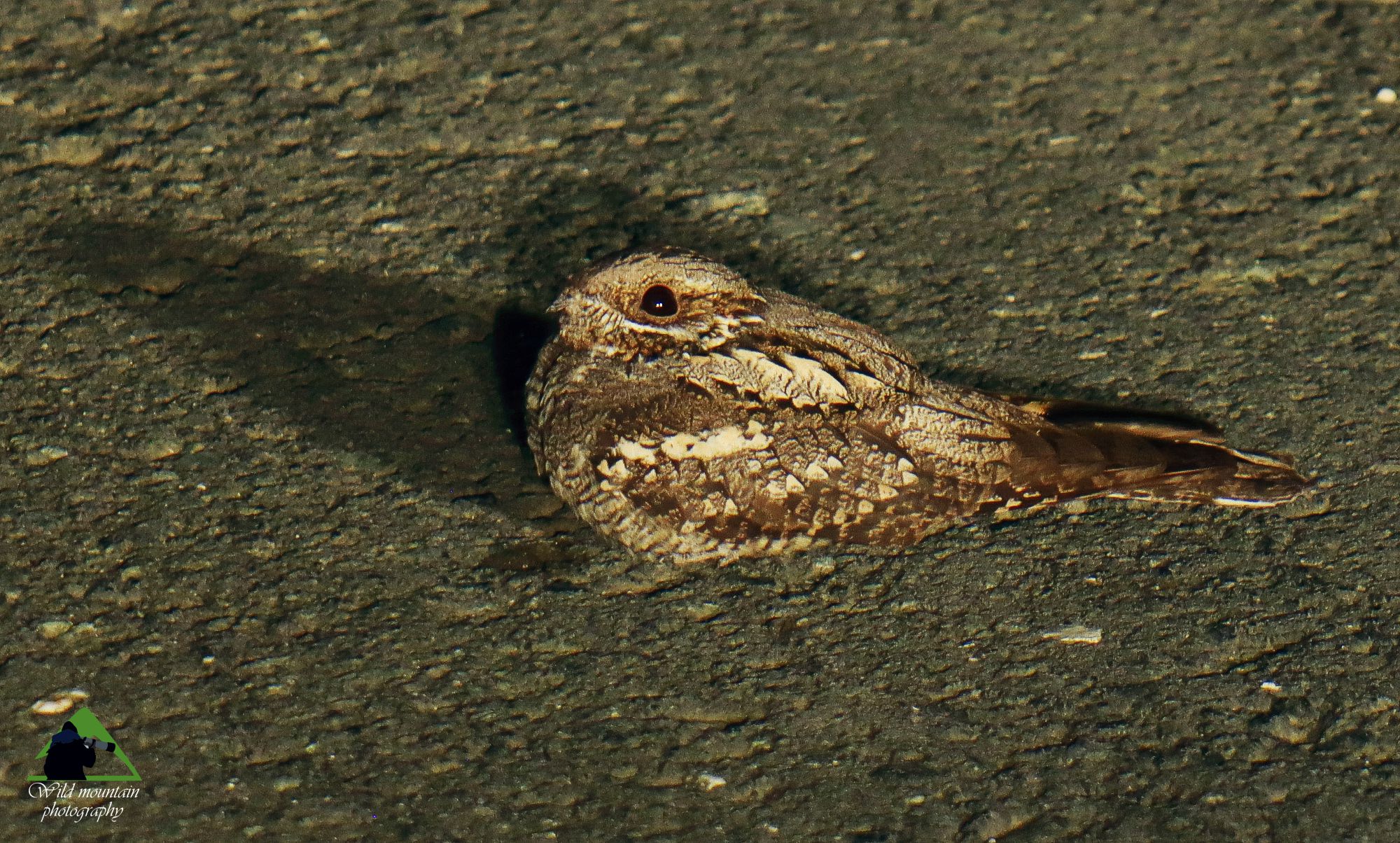 Τα πουλιά της Ελλάδας: Το Γιδοβύζι (Caprimulgus europaeus)