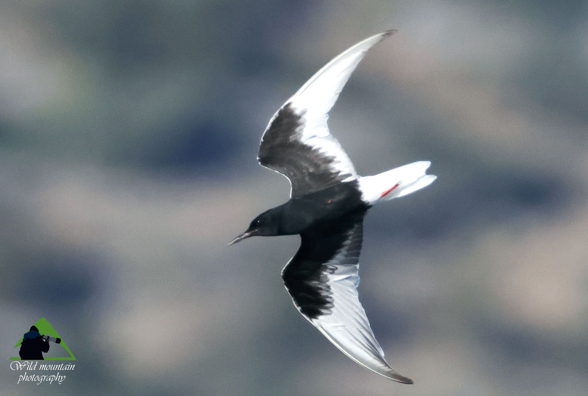 Τα πουλιά της Ελλάδας: Το Αργυρογλάρονο (Chlidonias leucopterus)