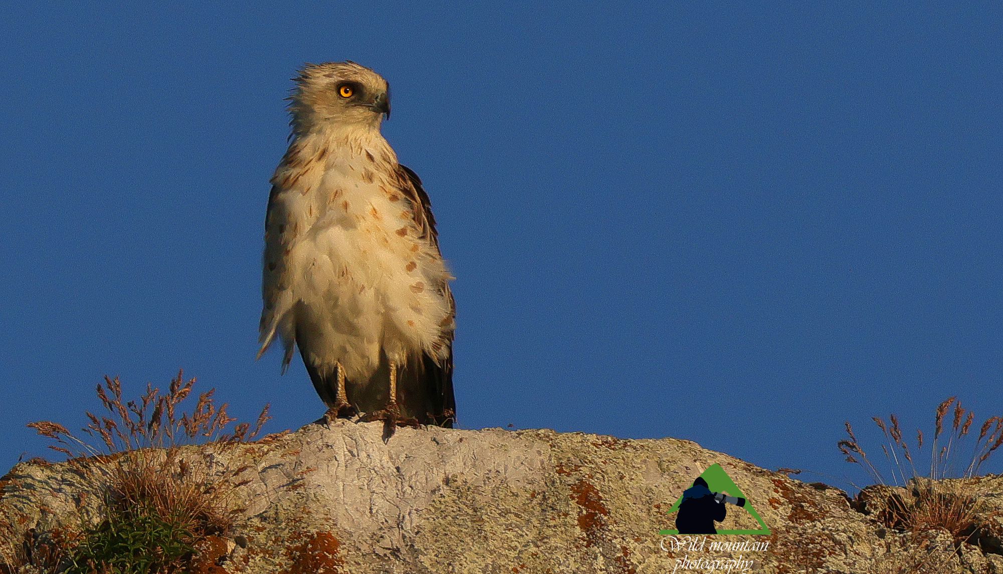 Τα πουλιά της Ελλάδας: Ο Φιδαετός (Circaetus gallicus)