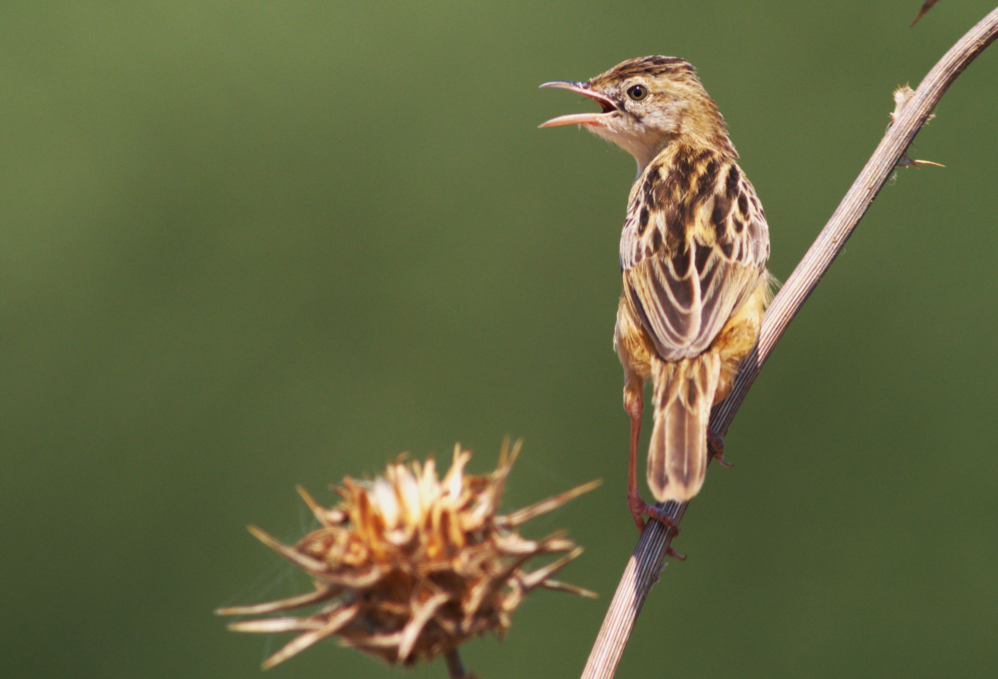 Τα πουλιά της Ελλάδας: Η Κιστικόλη (Cisticola juncidis)