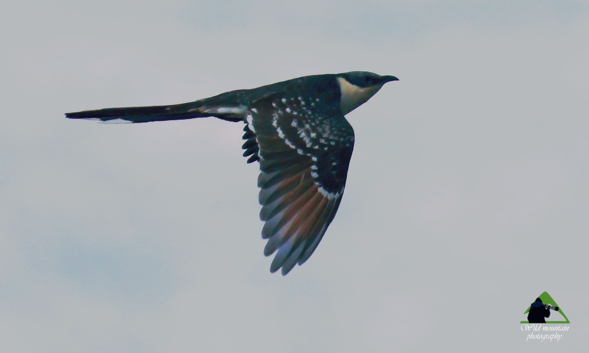 Τα πουλιά της Ελλάδας: Ο Κισσόκουκος (Clamator glandarius)