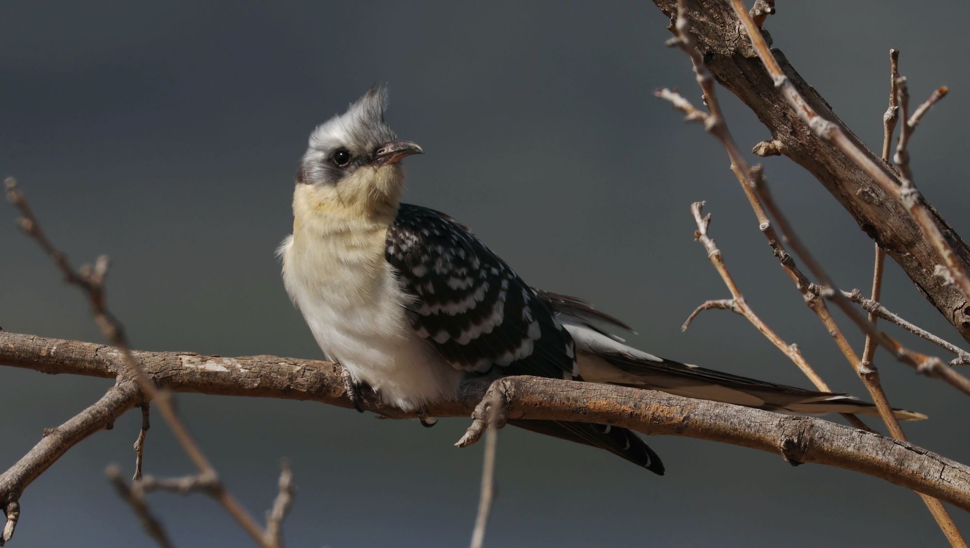 Τα πουλιά της Ελλάδας: Ο Κισσόκουκος (Clamator glandarius)