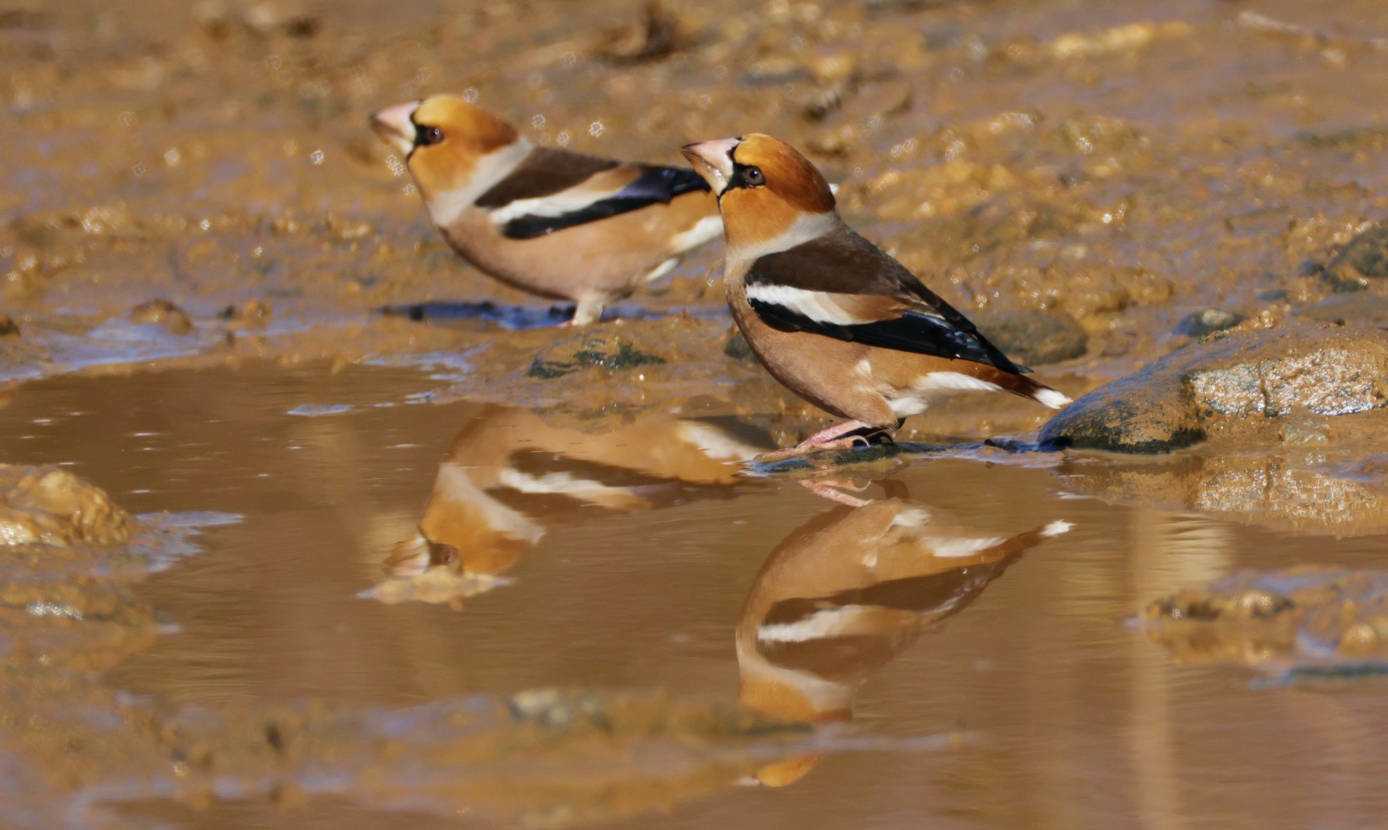 Τα πουλιά της Ελλάδας: Ο Κοκκοθραύστης (Coccothraustes coccothraustes)