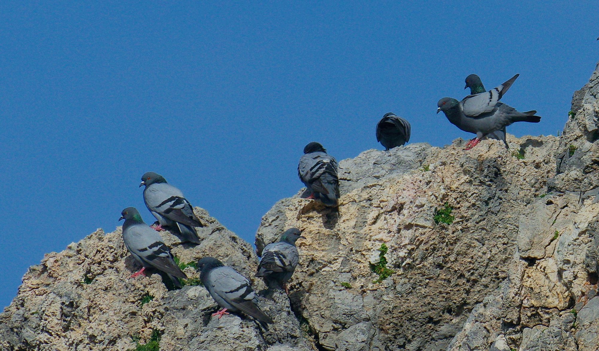 Τα πουλιά της Ελλάδας: Το Αγριοπερίστερο (Columba livia)