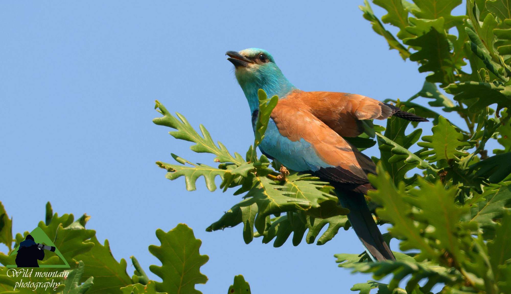 Τα πουλιά της Ελλάδας: Η Χαλκοκουρούνα (Coracias garrulus)