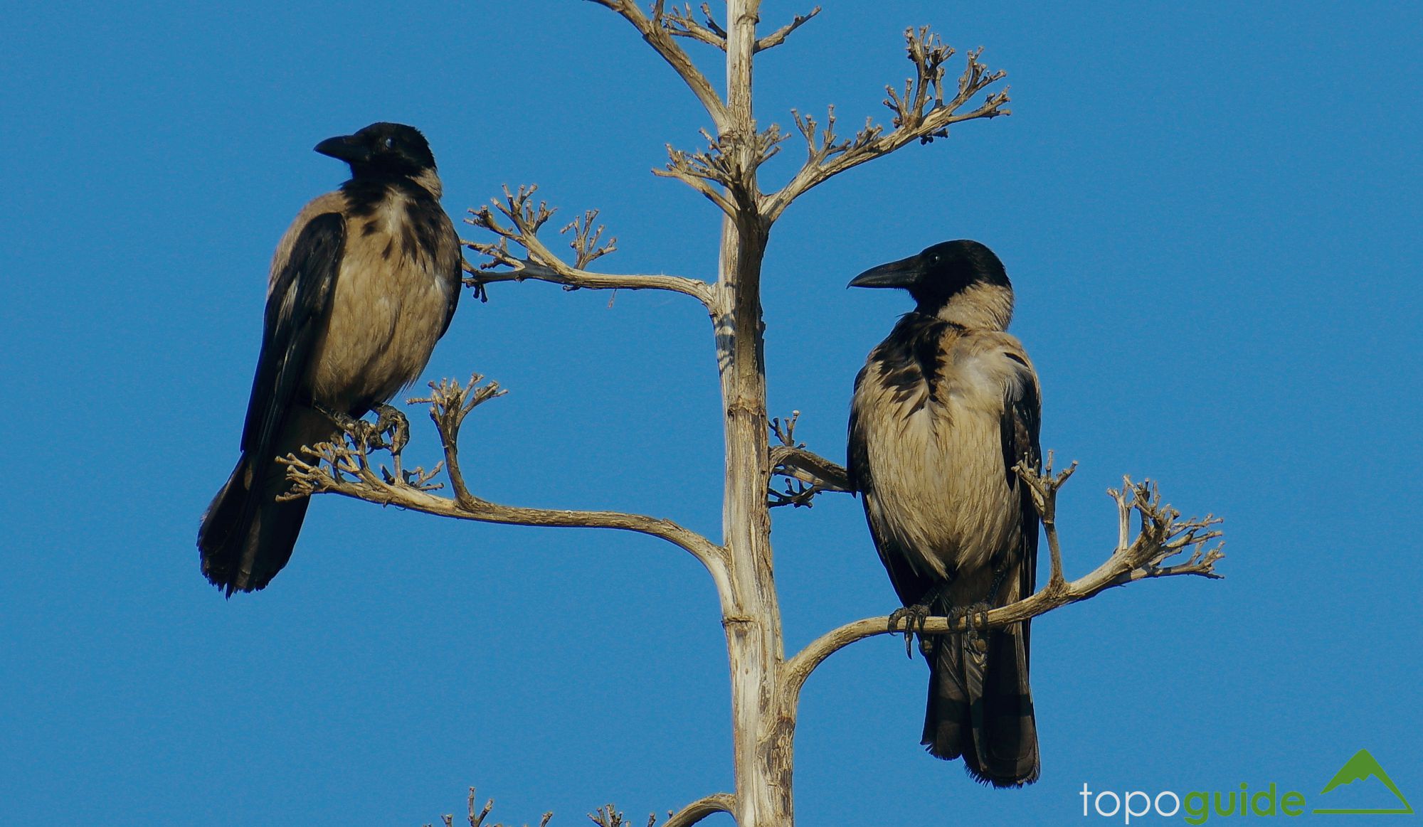 Τα πουλιά της Ελλάδας: Η Κουρούνα (Corvus cornix)