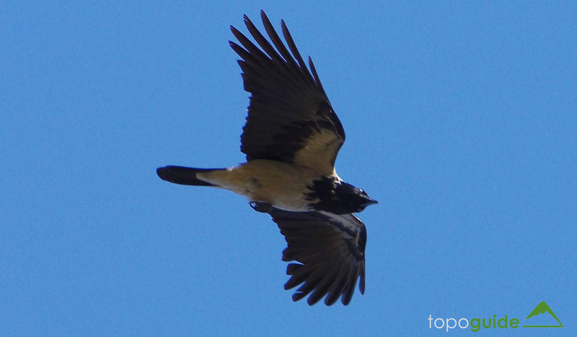 Τα πουλιά της Ελλάδας: Η Κουρούνα (Corvus cornix)