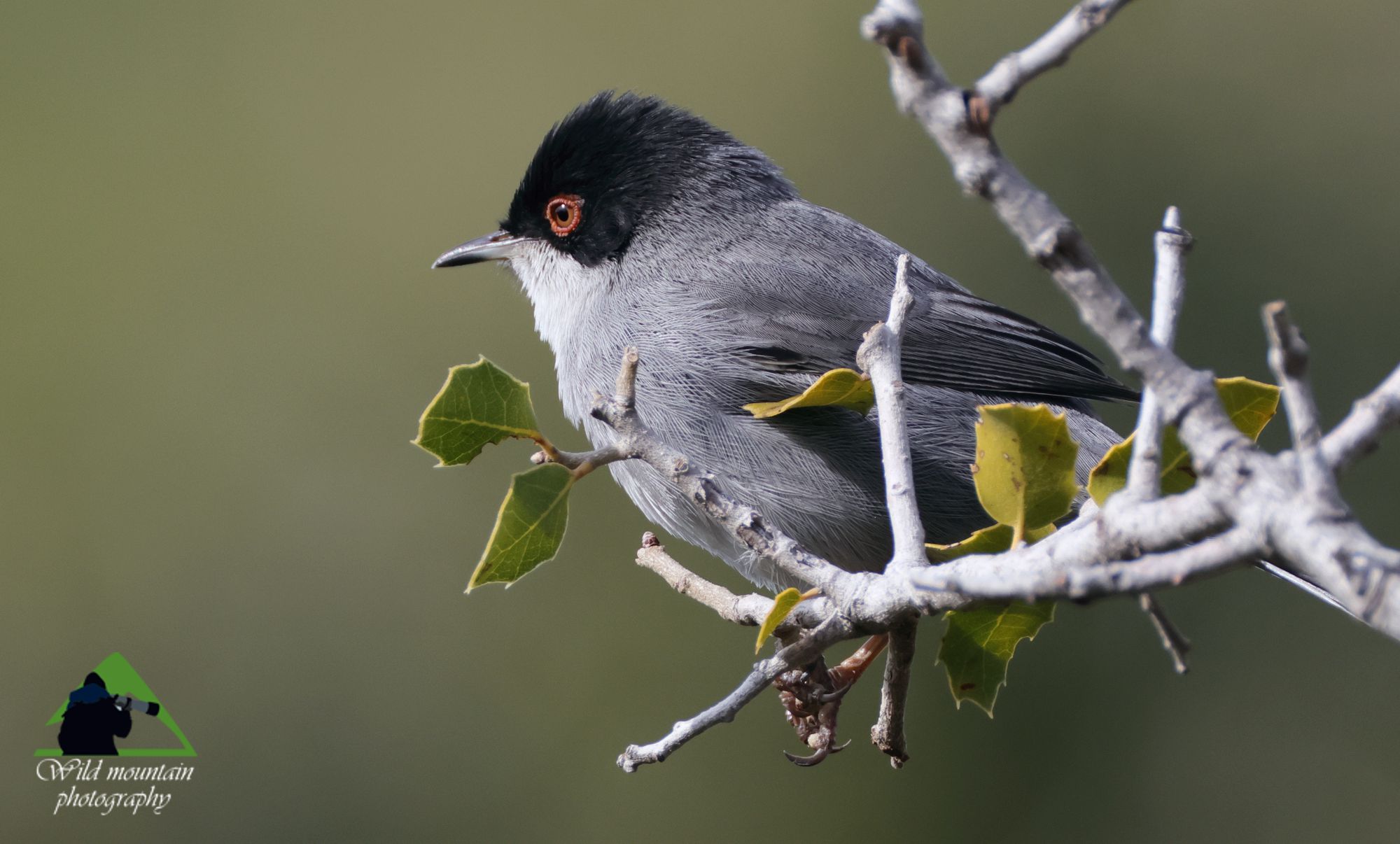 Τα πουλιά της Ελλάδας: Ο Μαυροτσιροβάκος (Curruca melanocephala)