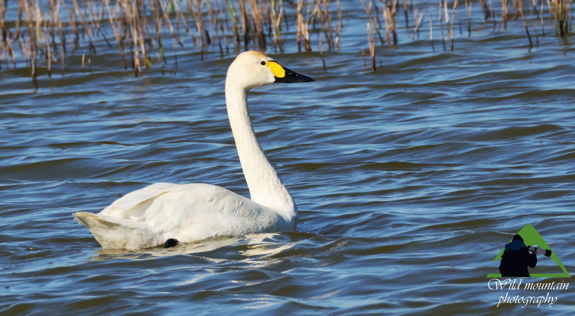 Τα πουλιά της Ελλάδας: Ο Νανόκυκνος (Cygnus columbianus)