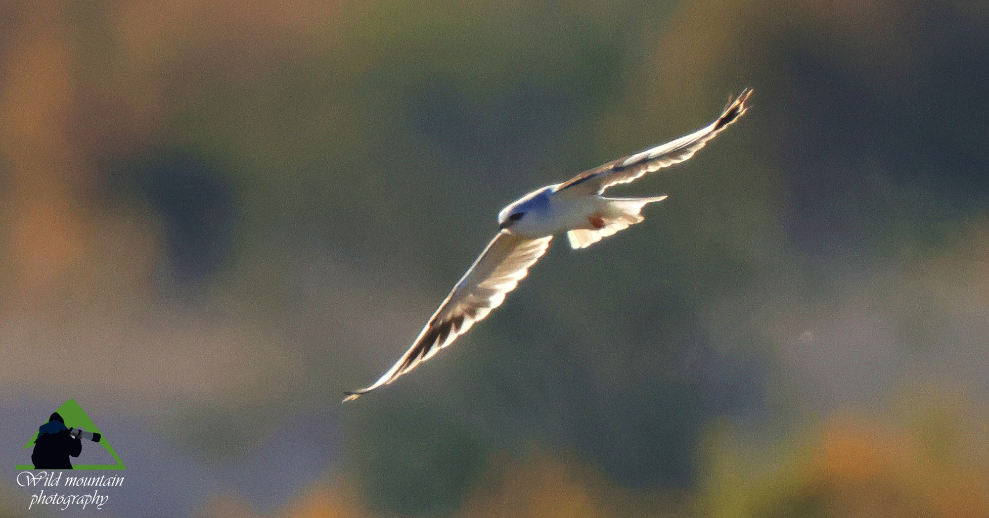 Τα πουλιά της Ελλάδας: Έλανος (Elanus caeruleus)