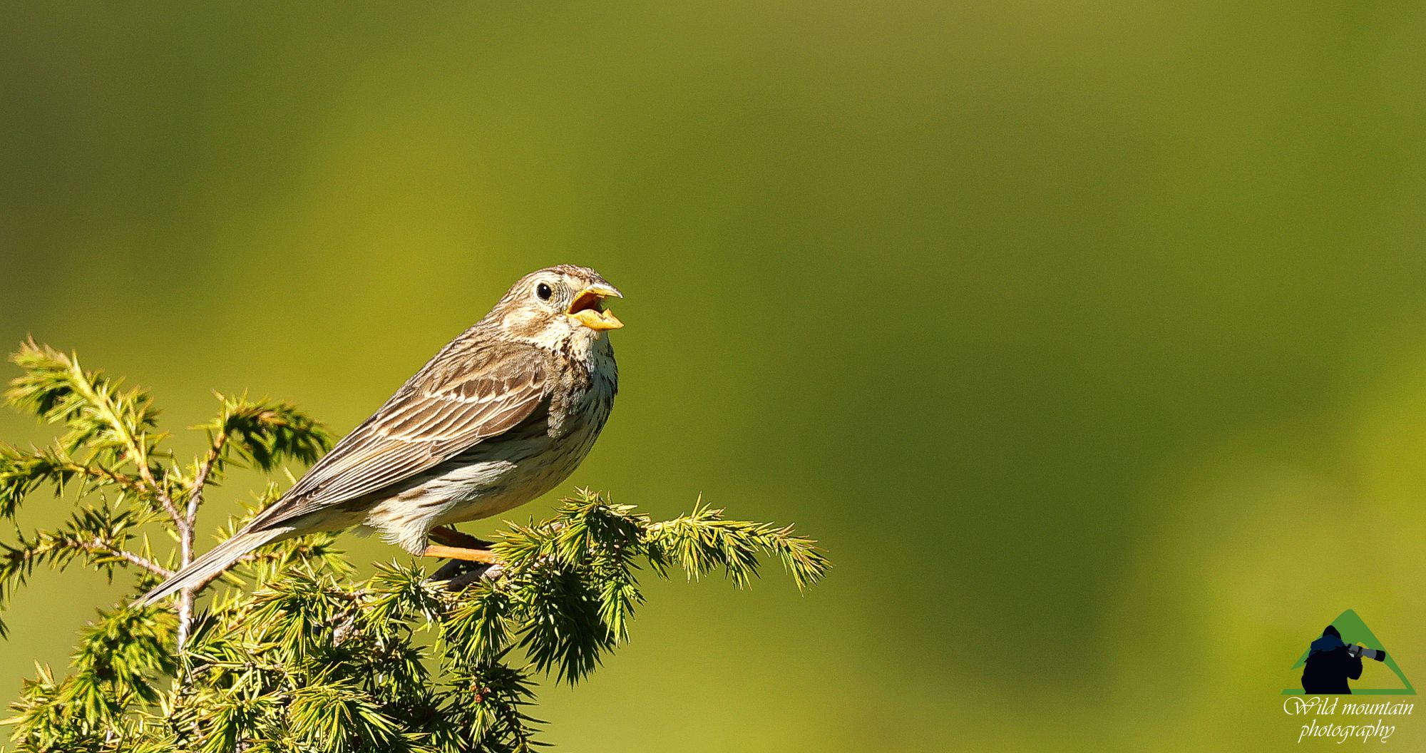 Τα πουλιά της Ελλάδας: O Τσιφτάς (Emberiza calandra)