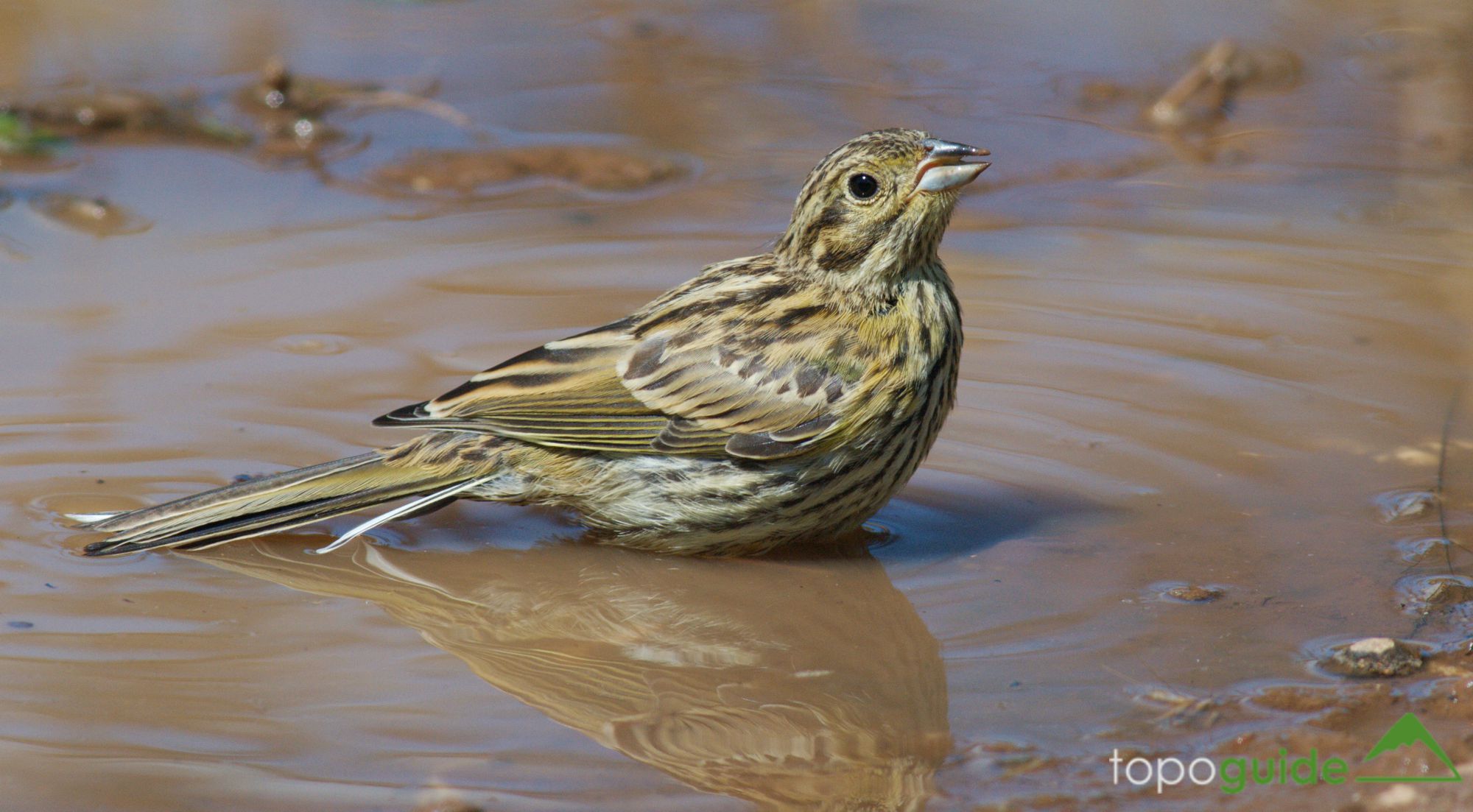 Τα πουλιά της Ελλάδας: Το Σιρλοτσίχλονο (Emberiza cirlus)