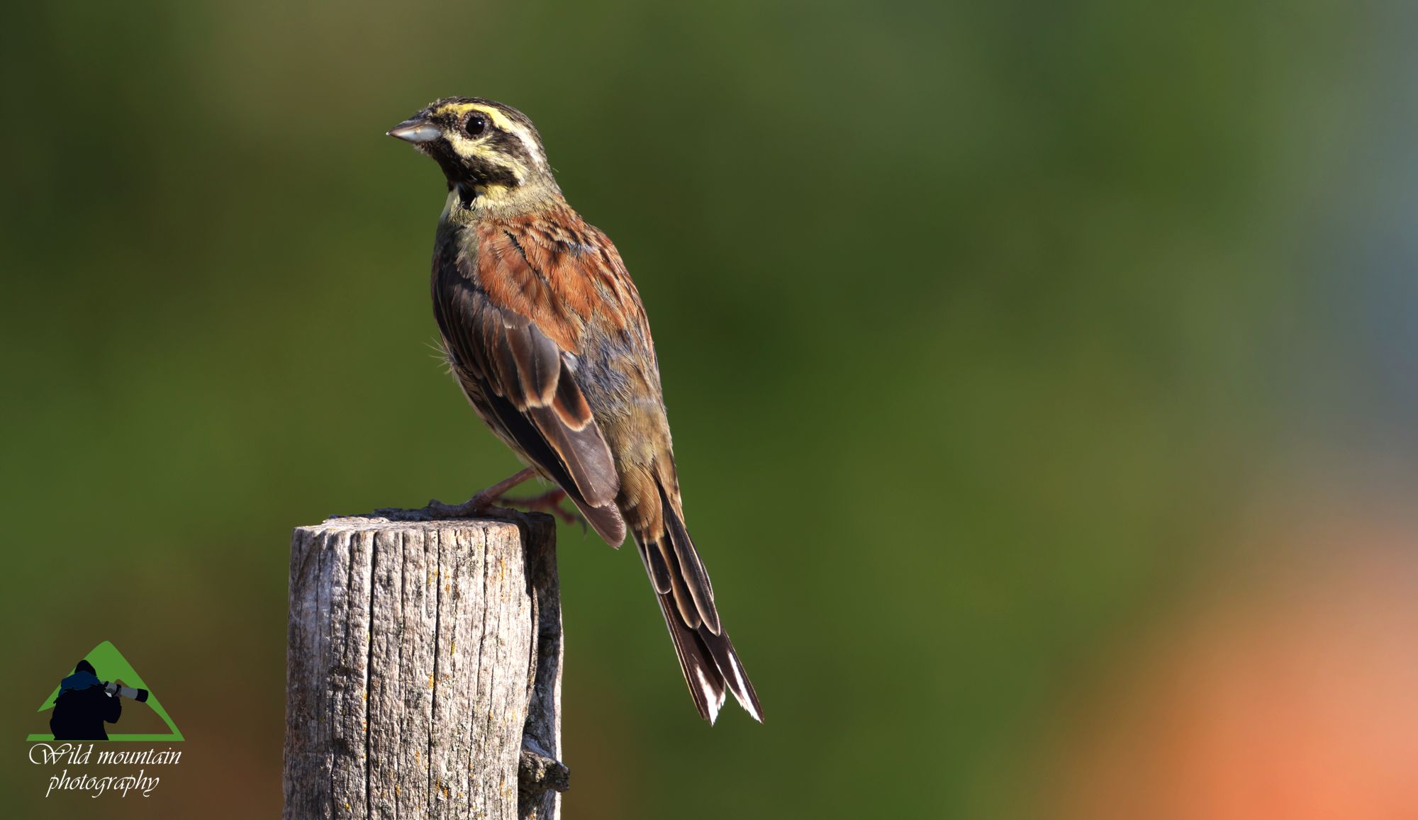 Τα πουλιά της Ελλάδας: Το Σιρλοτσίχλονο (Emberiza cirlus)