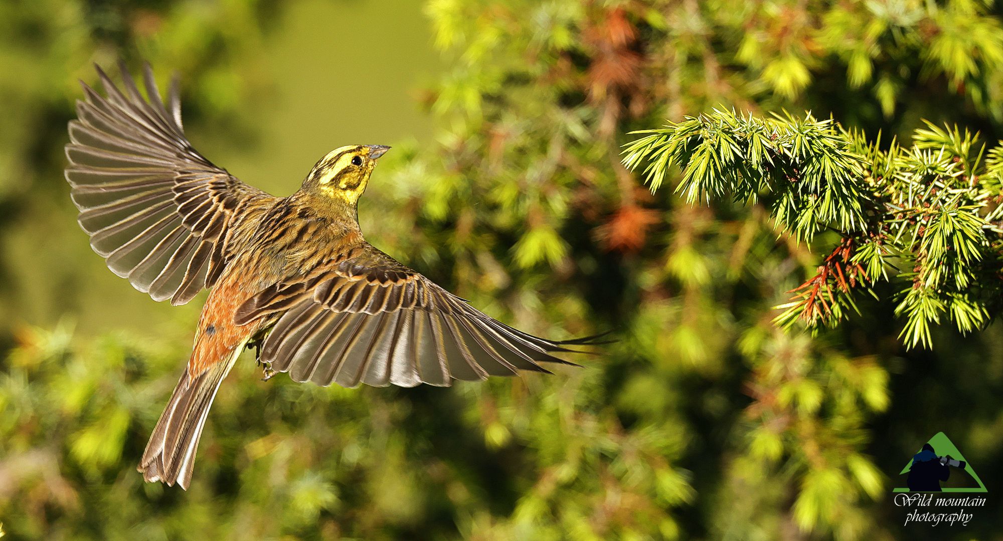 Τα πουλιά της Ελλάδας: Το Χρυσοτσίχλονο (Emberiza citrinella)