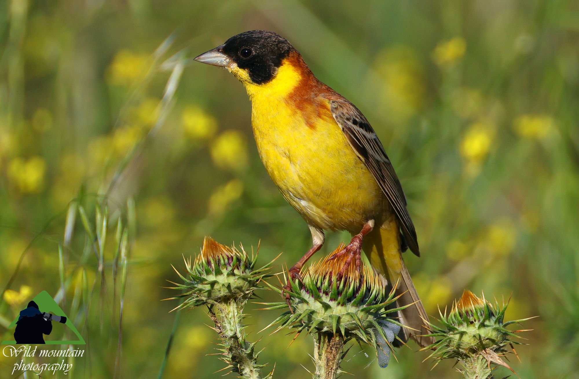 Τα πουλιά της Ελλάδας: O Αμπελουργός (Emberiza melanocephala)