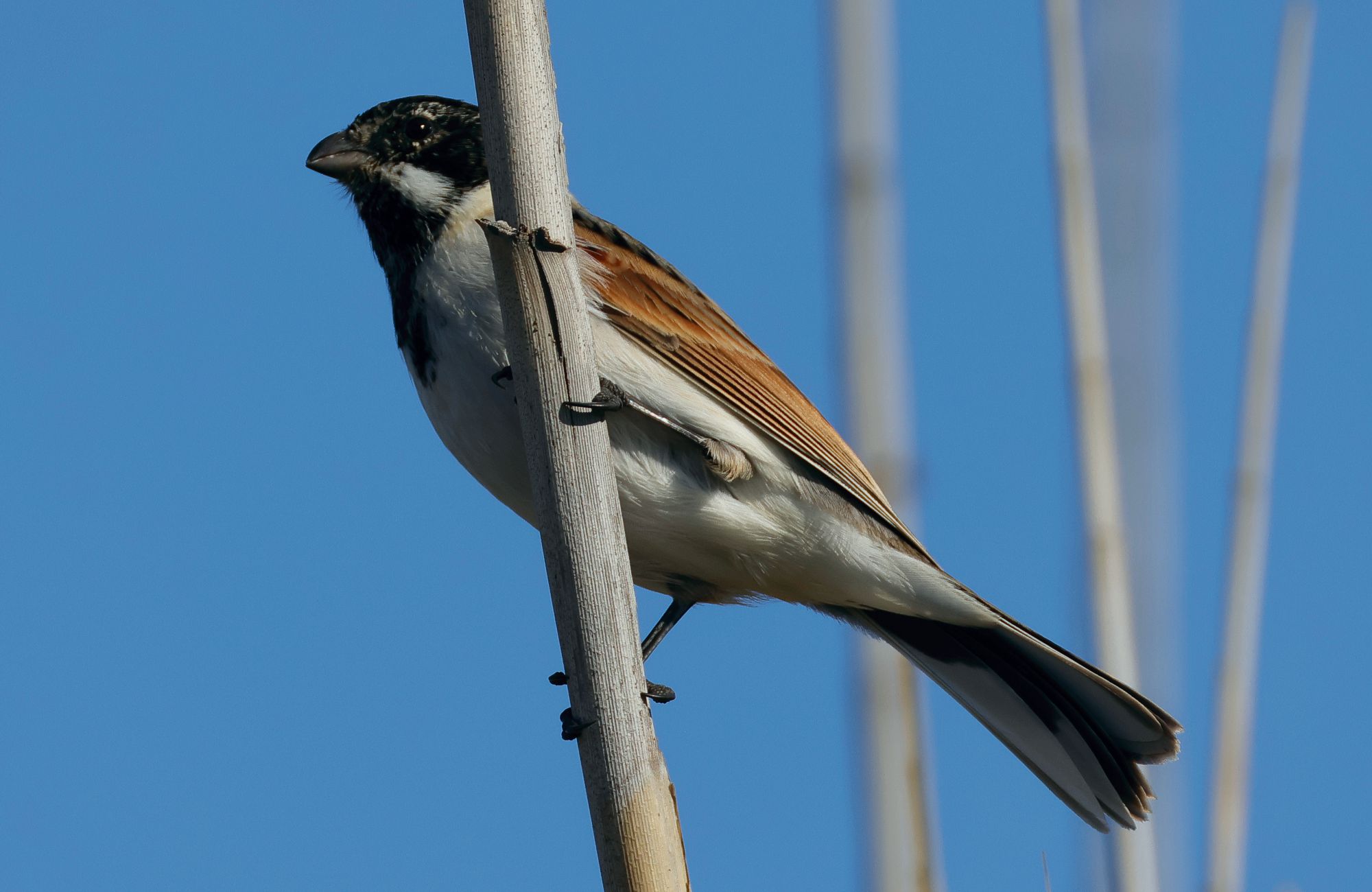 Τα πουλιά της Ελλάδας: Το Καλαμοτσίχλονο (Emberiza schoeniclus)
