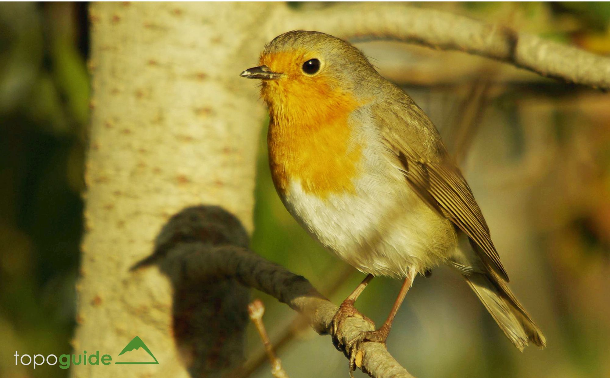 Τα πουλιά της Ελλάδας: Ο Κοκκινολαίμης (Erithacus rubecula)