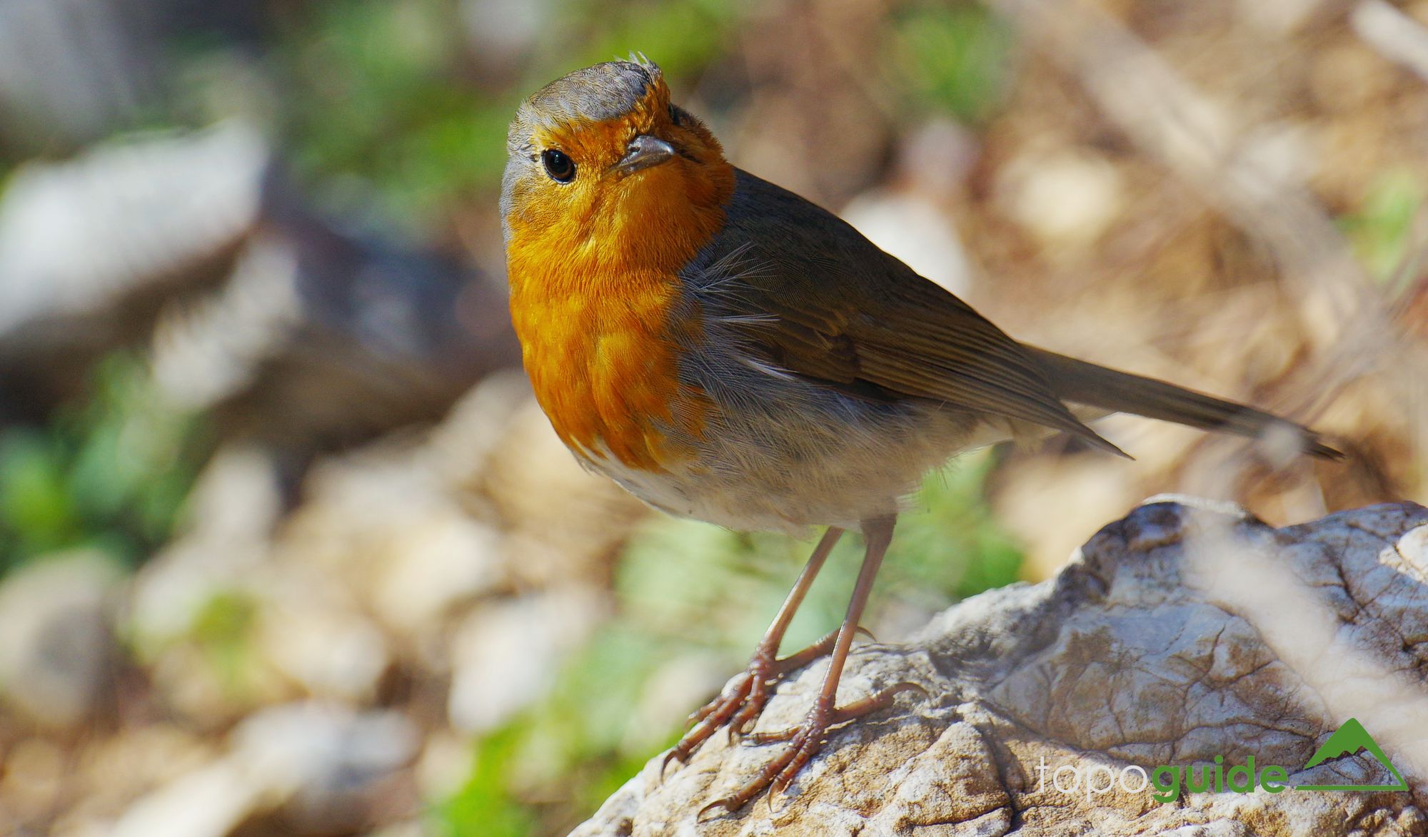 Τα πουλιά της Ελλάδας: Ο Κοκκινολαίμης (Erithacus rubecula)