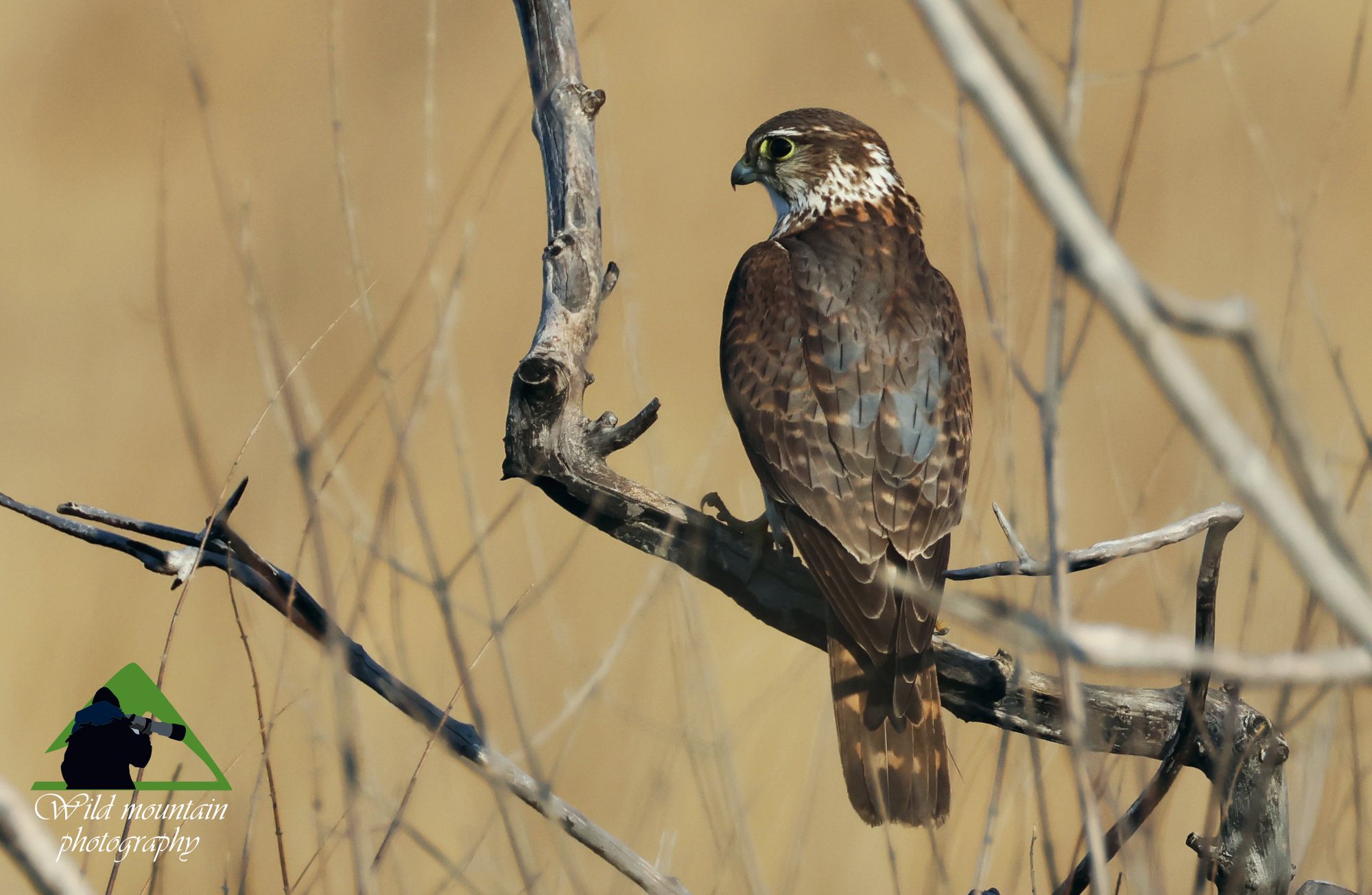 Τα πουλιά της Ελλάδας: Το Νανογέρακο (Falco columbarius)