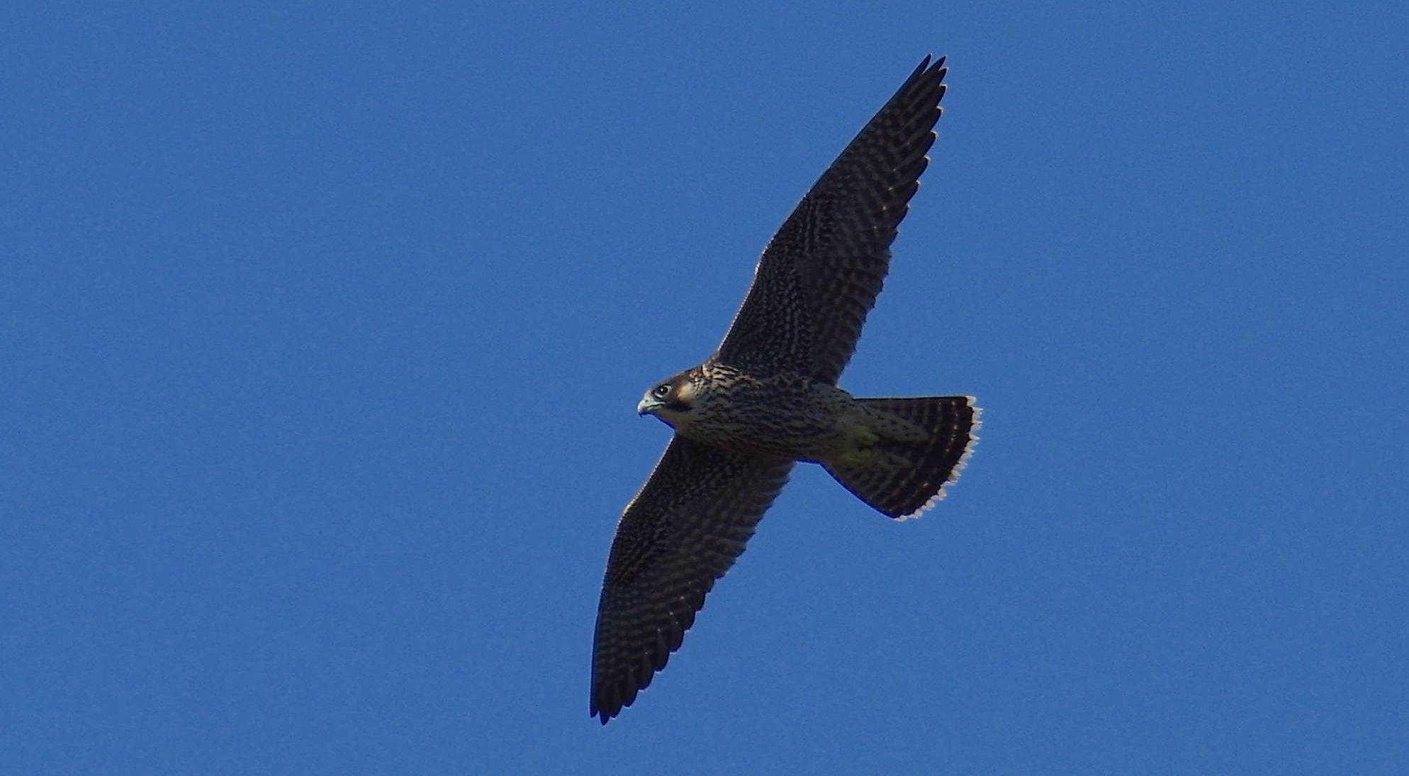 Τα πουλιά της Ελλάδας: Πετρίτης (Falco peregrinus)