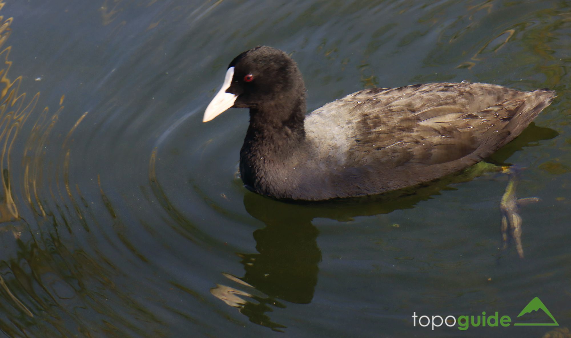 Τα πουλιά της Ελλάδας: Η Φαλαρίδα (Fulica atra)