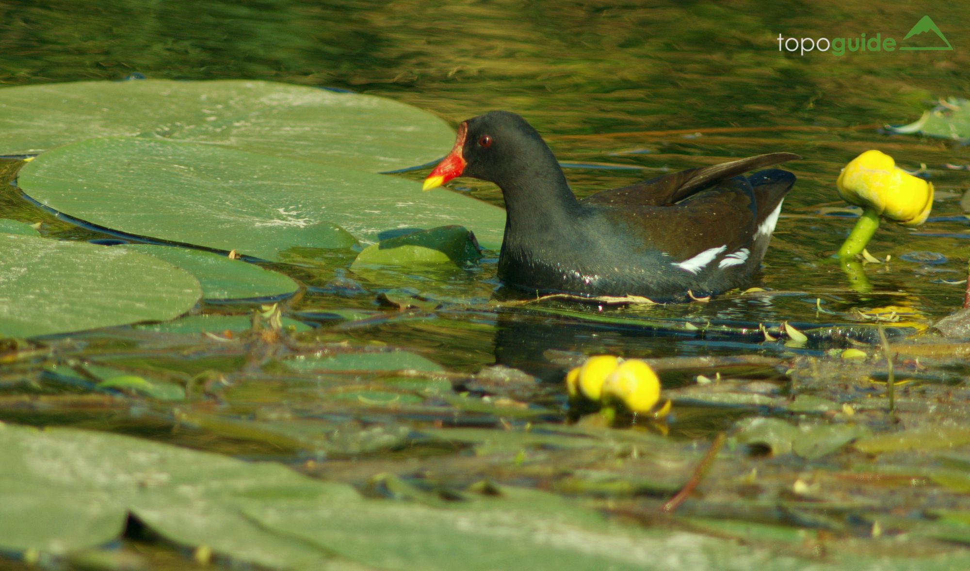 Τα πουλιά της Ελλάδας: Η Νερόκοτα (Gallinula chloropus)