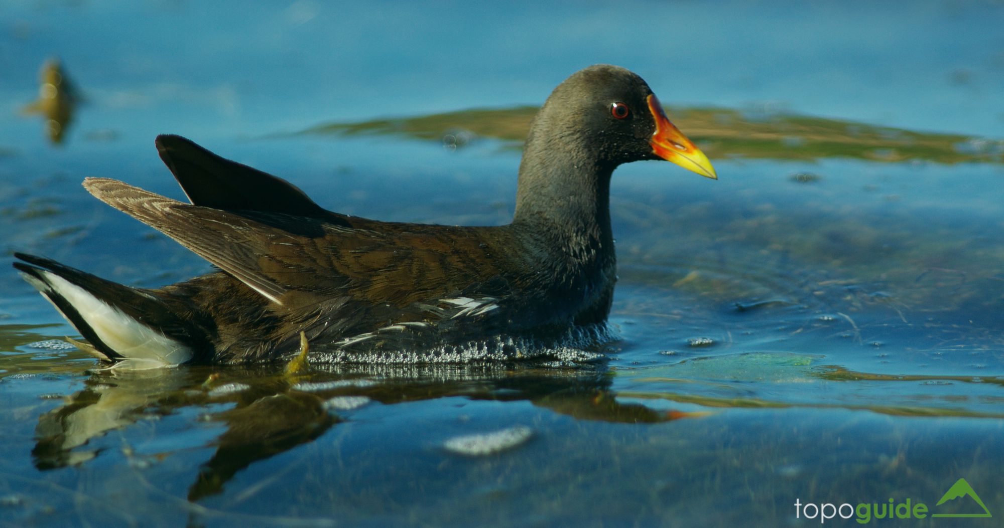 Τα πουλιά της Ελλάδας: Η Νερόκοτα (Gallinula chloropus)