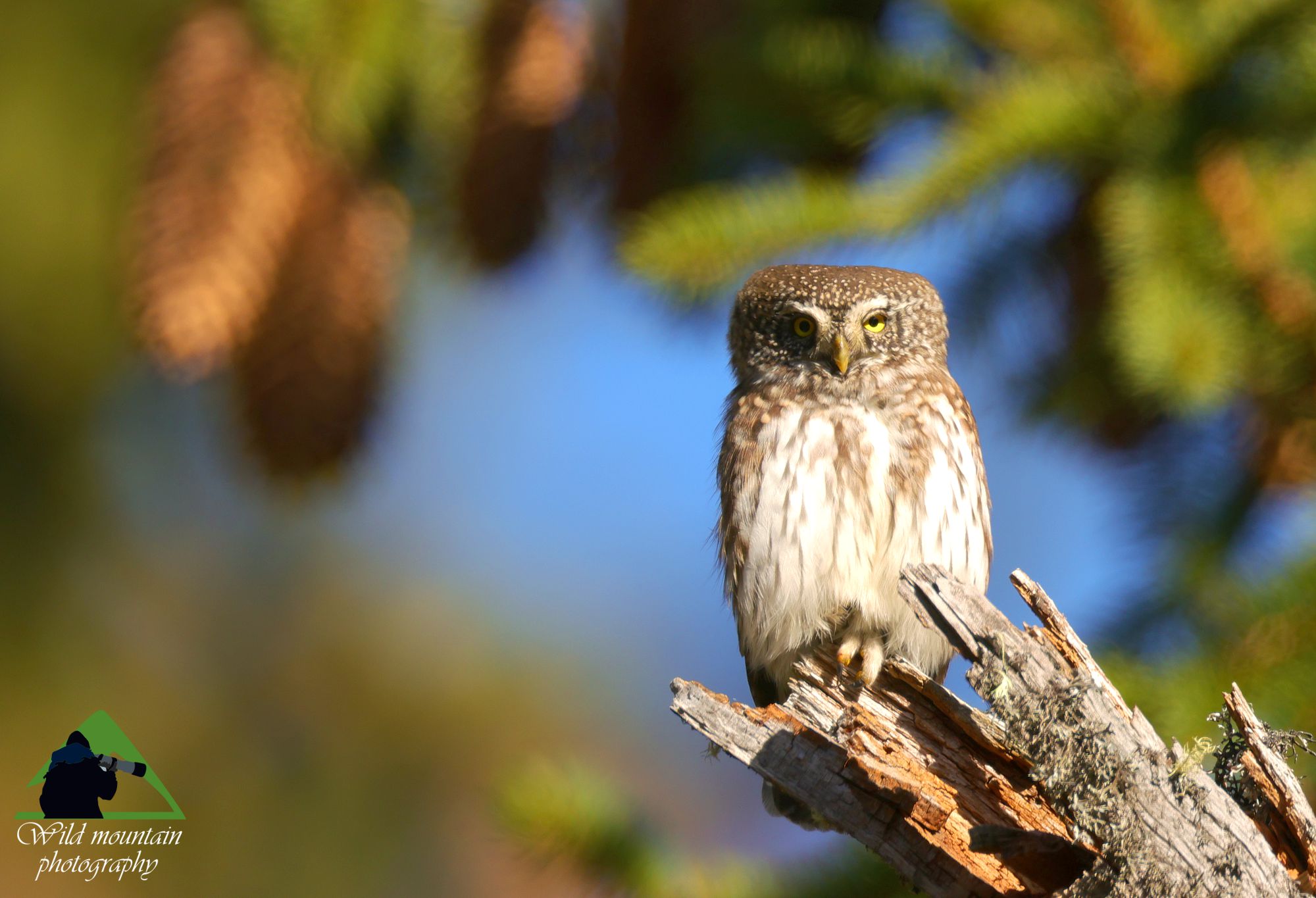 Τα πουλιά της Ελλάδας: Η Σπουργιτόγλαυκα (Glaucidium passerinum)