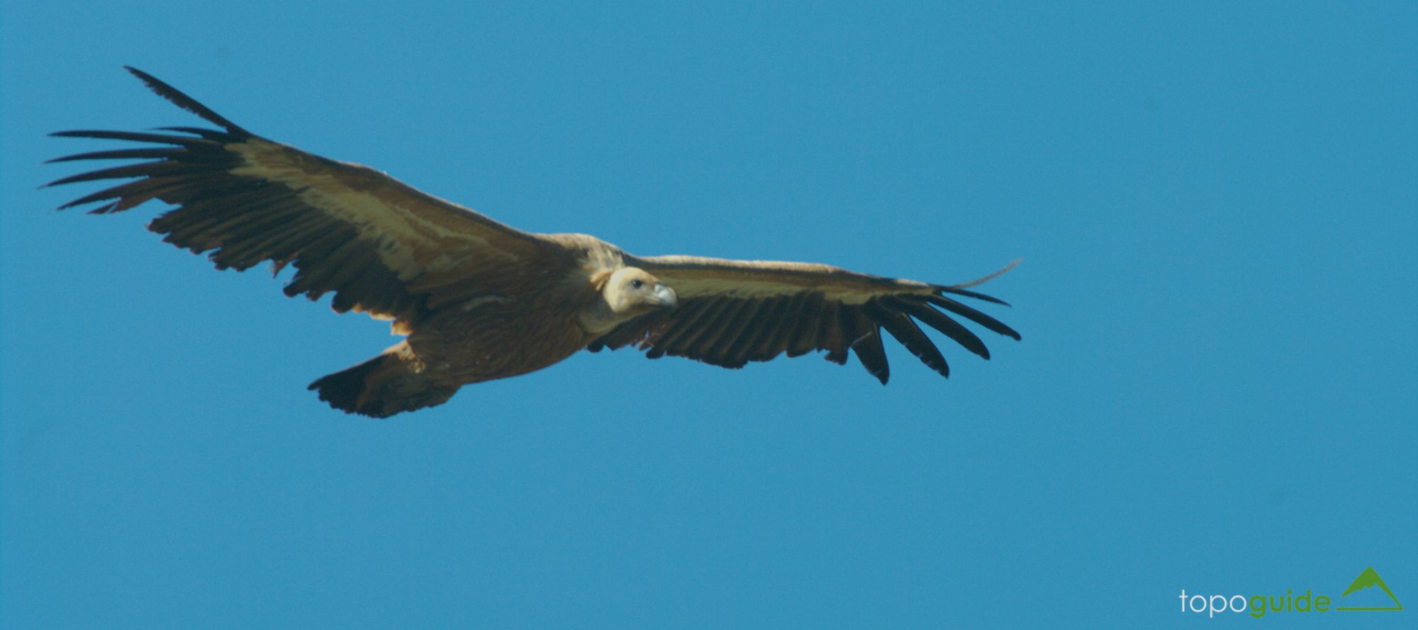 Τα πουλιά της Ελλάδας: Το Όρνιο (Gyps fulvus)