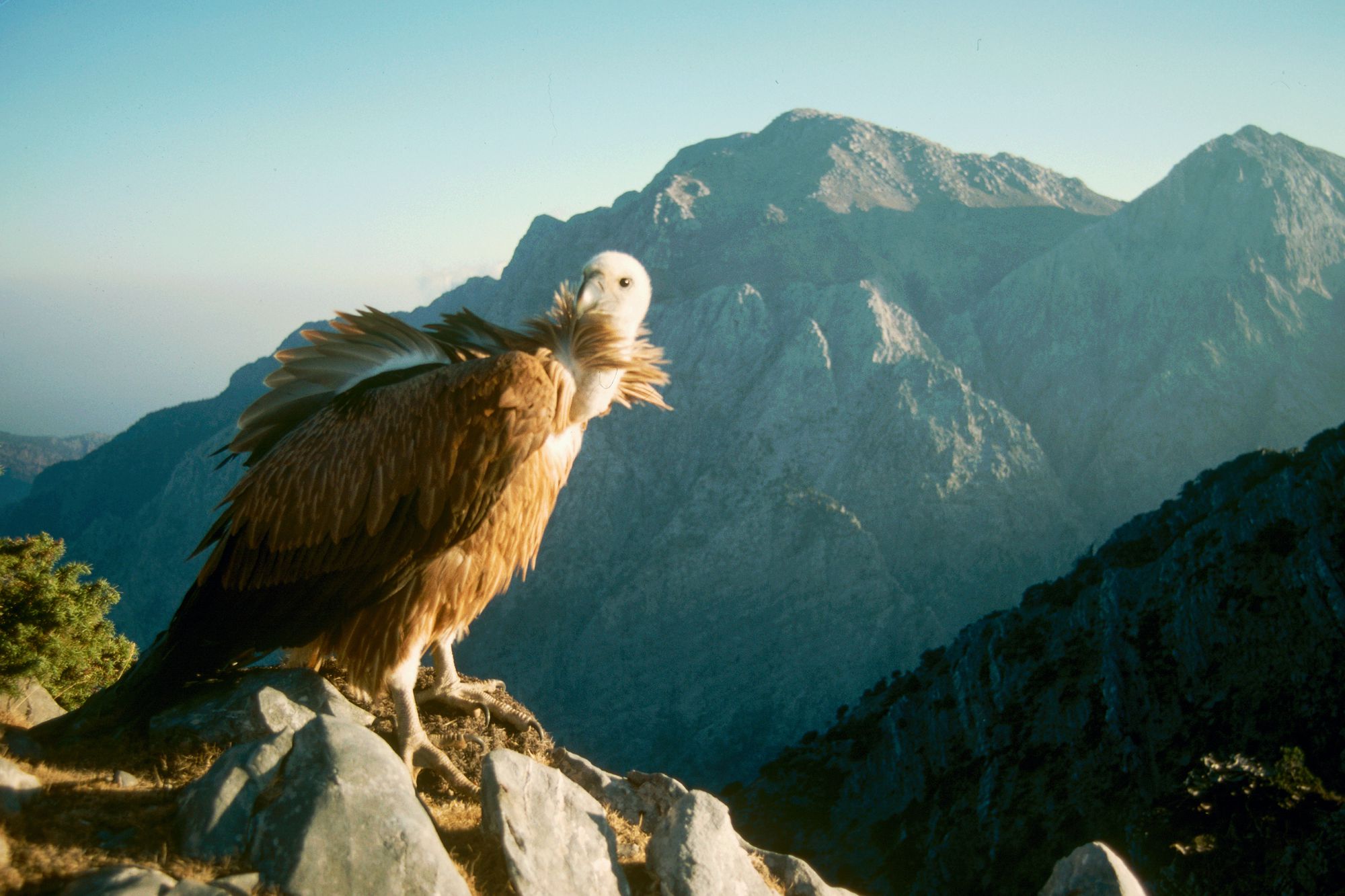 Τα πουλιά της Ελλάδας: Το Όρνιο (Gyps fulvus)