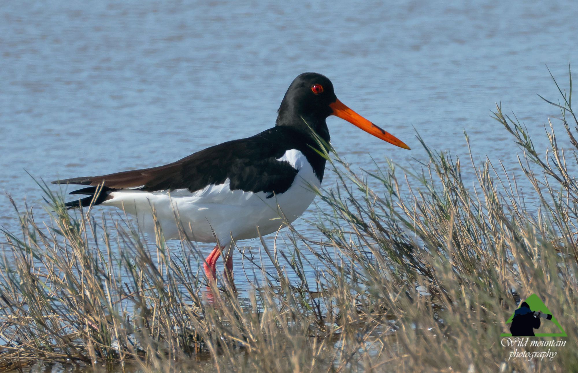 Τα πουλιά της Ελλάδας: Ο Στρειδοφάγος (Haematopus ostralegus)