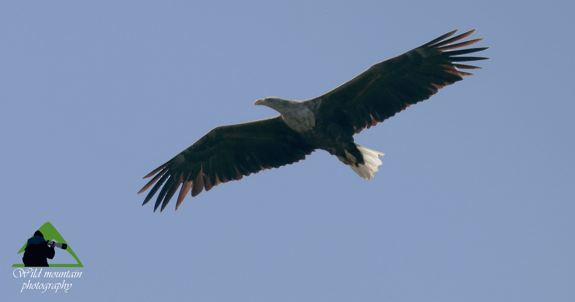 Τα πουλιά της Ελλάδας: Ο Θαλασσαετός (Haliaeetus albicilla)