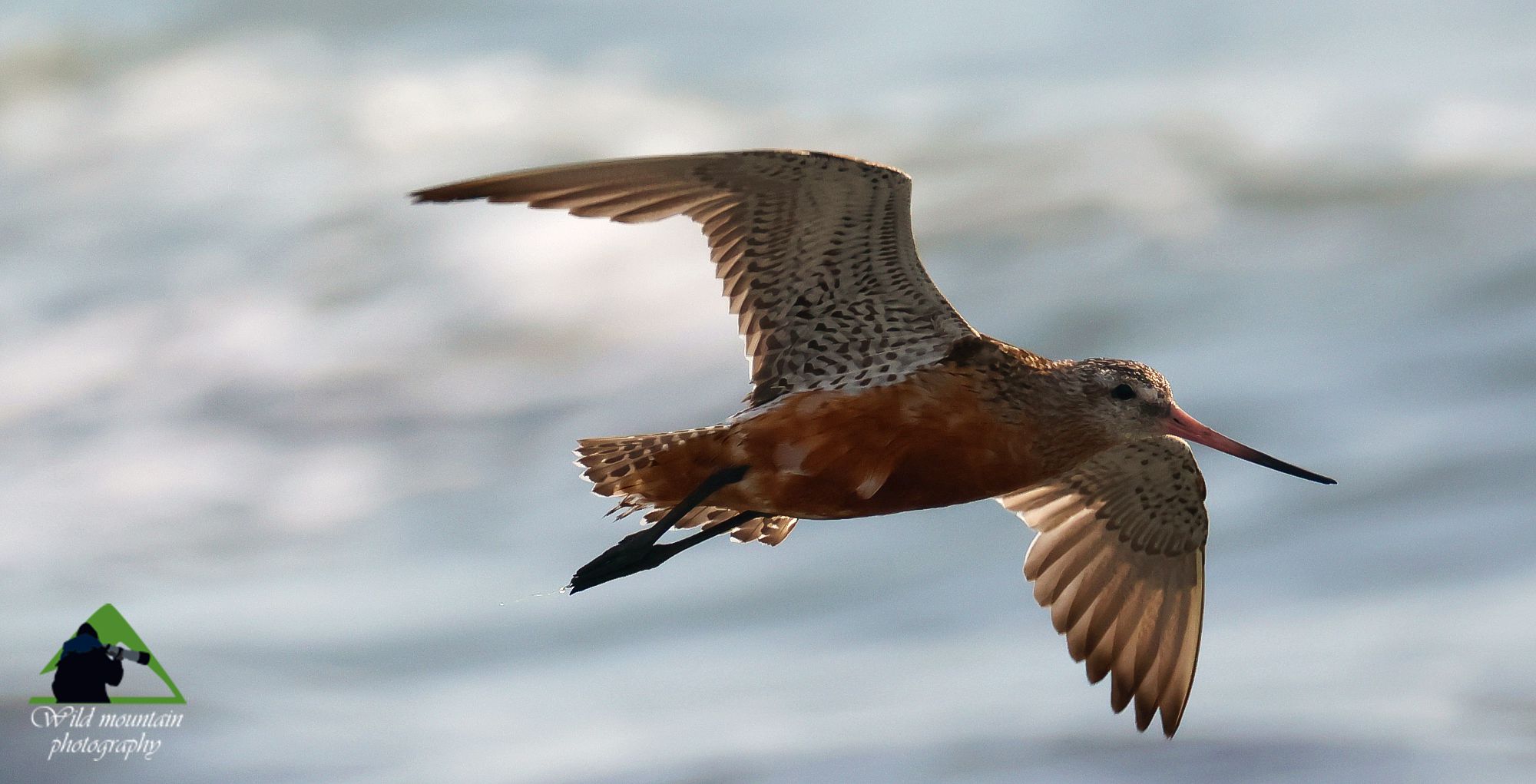 Τα πουλιά της Ελλάδας: Η Θαλασσολιμόζα (Limosa lapponica)