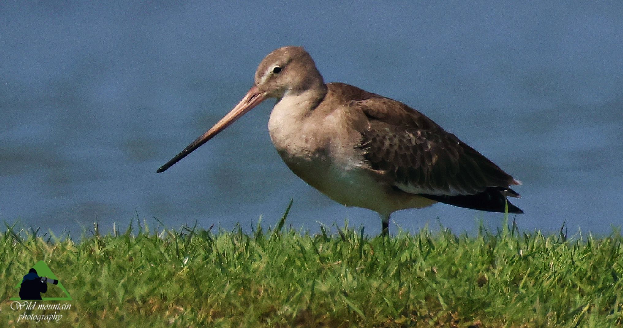 Τα πουλιά της Ελλάδας: Η Λιμόζα (Limosa limosa)