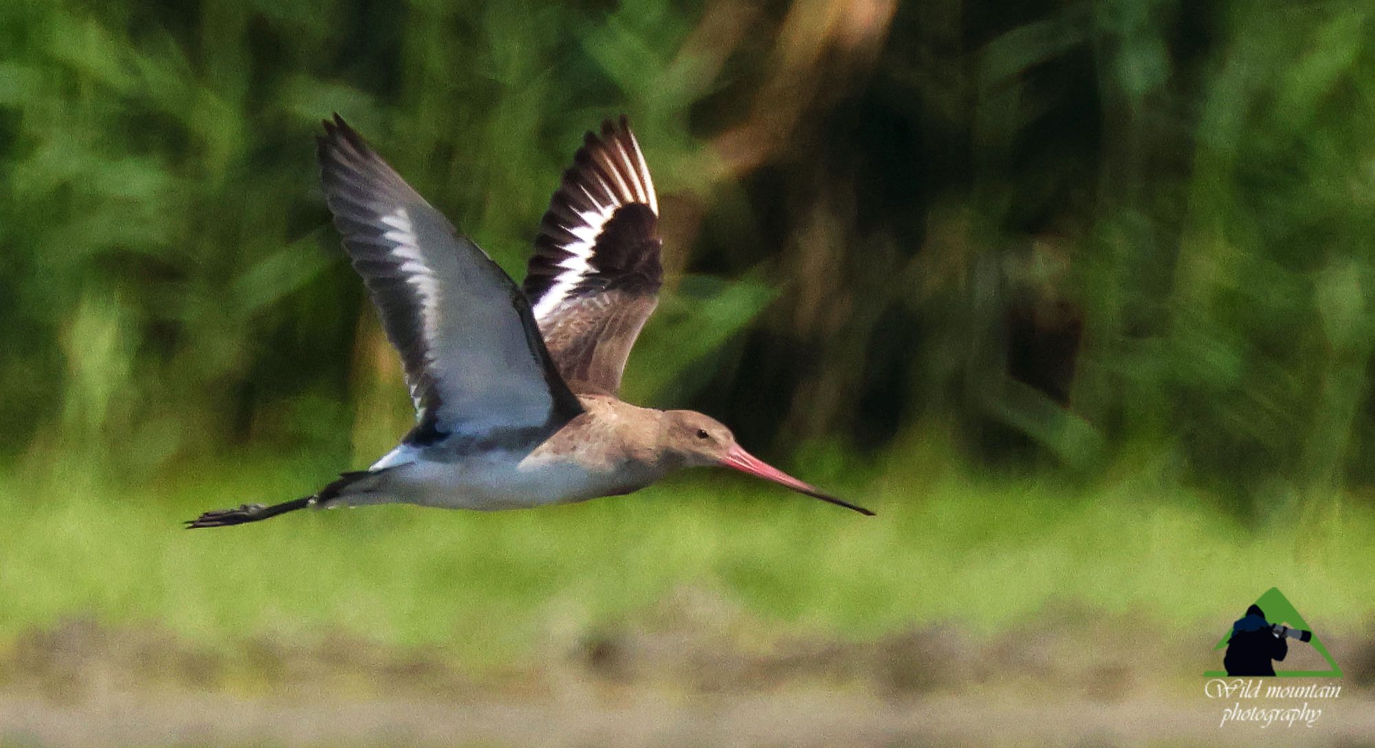Τα πουλιά της Ελλάδας: Η Λιμόζα (Limosa limosa)