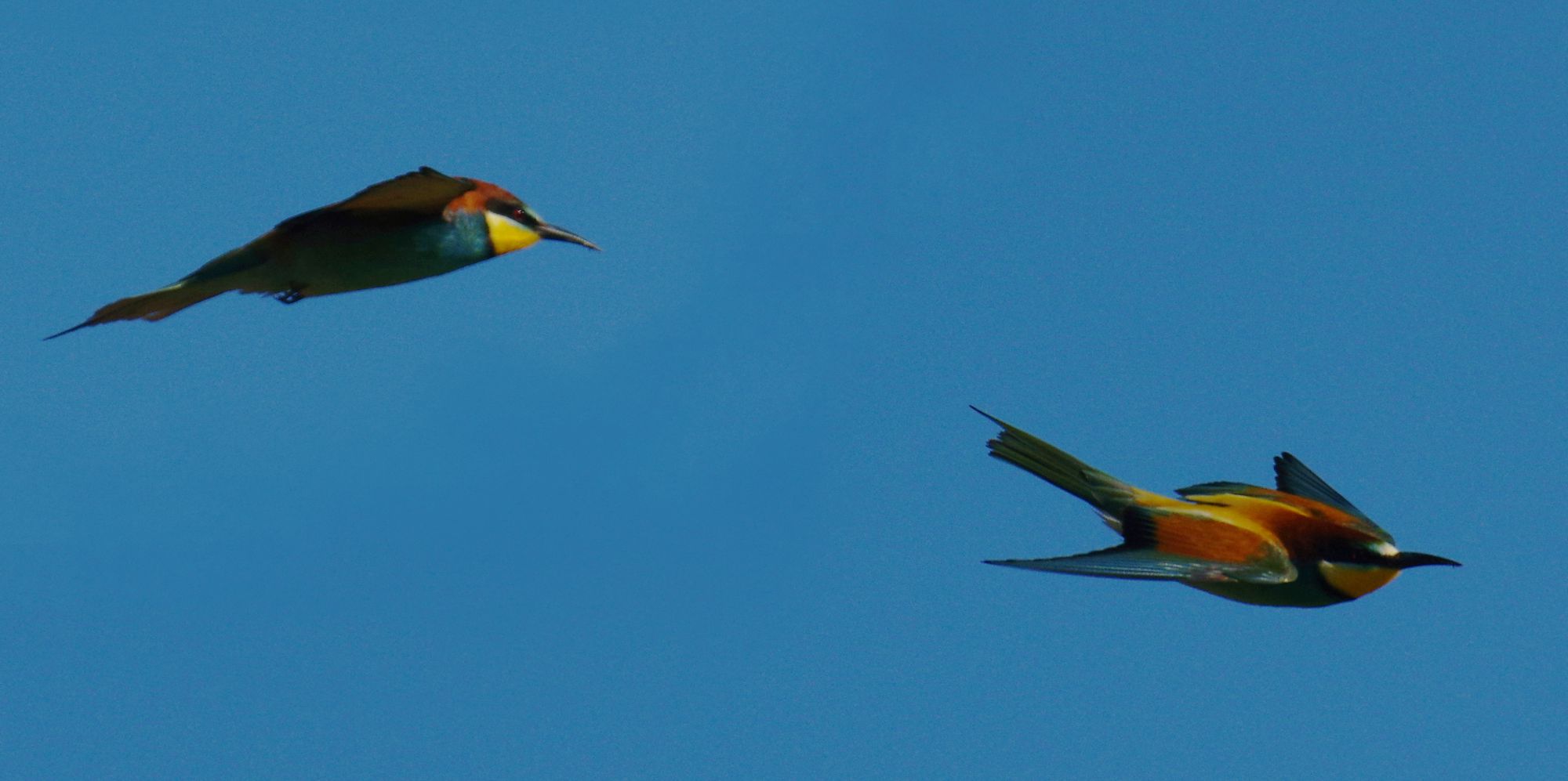 Τα πουλιά της Ελλάδας: Ο Μελισσοφάγος (Merops apiaster)