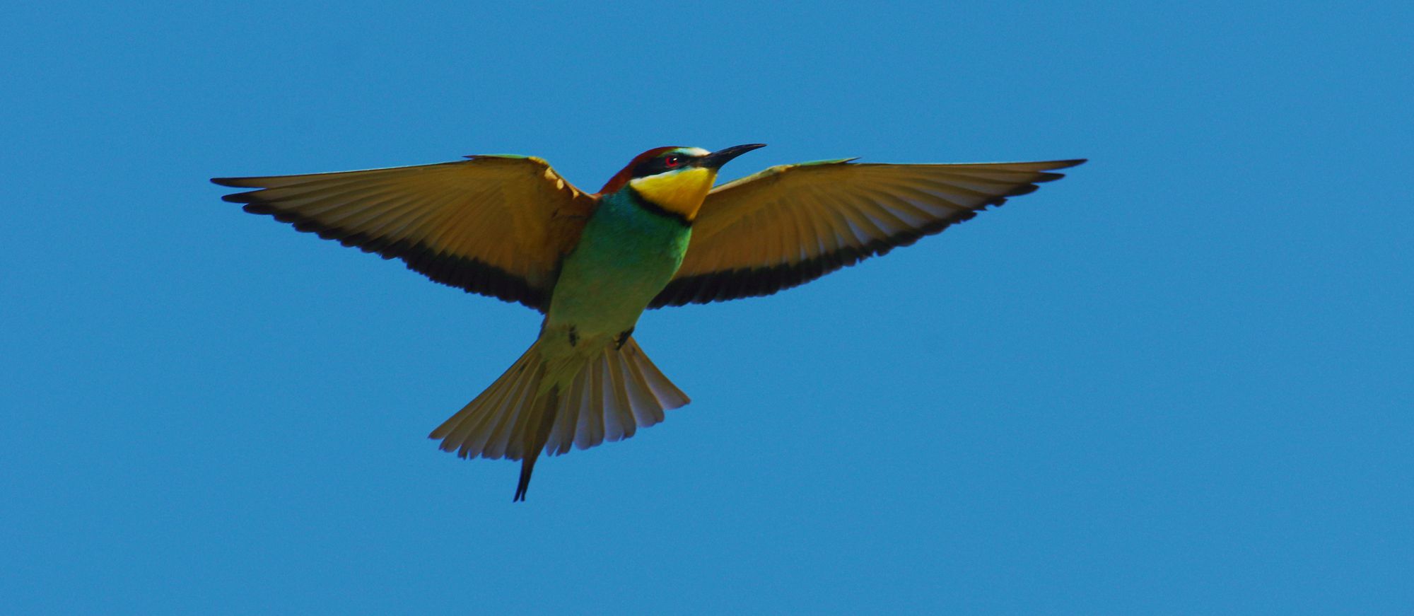 Τα πουλιά της Ελλάδας: Ο Μελισσοφάγος (Merops apiaster)