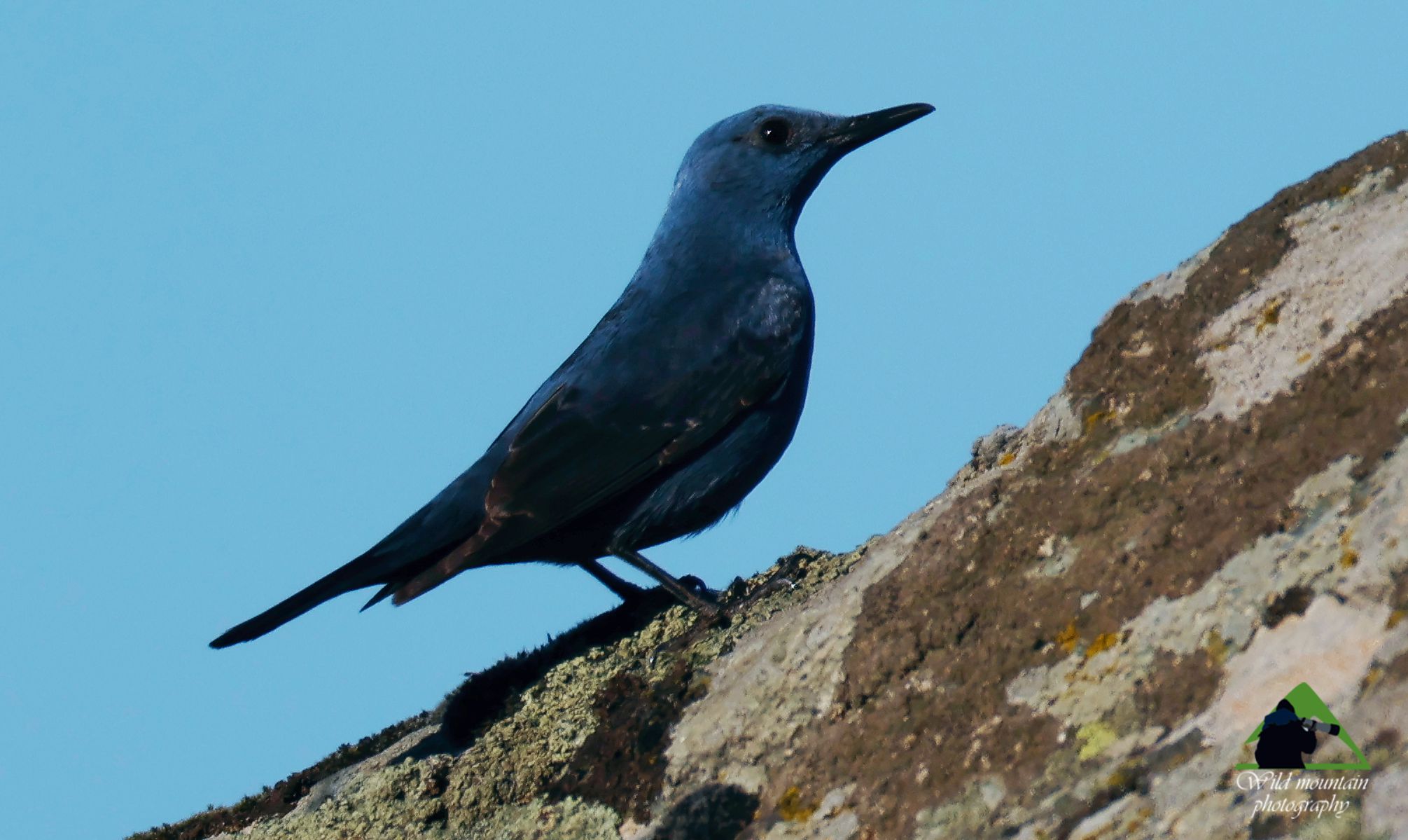 Τα πουλιά της Ελλάδας: Ο Γαλαζοκότσυφας (Monticola solitarius)