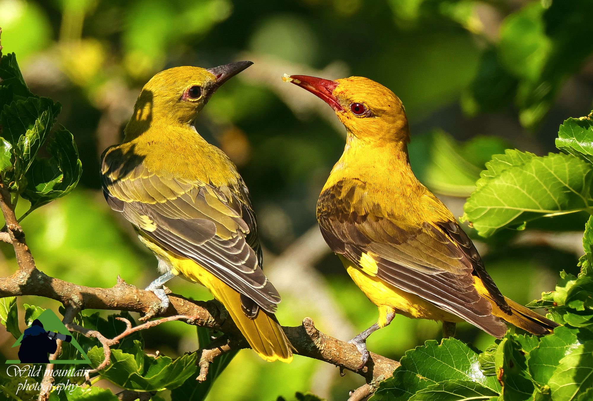 Τα πουλιά της Ελλάδας: Ο Συκοφάγος (Oriolus oriolus)
