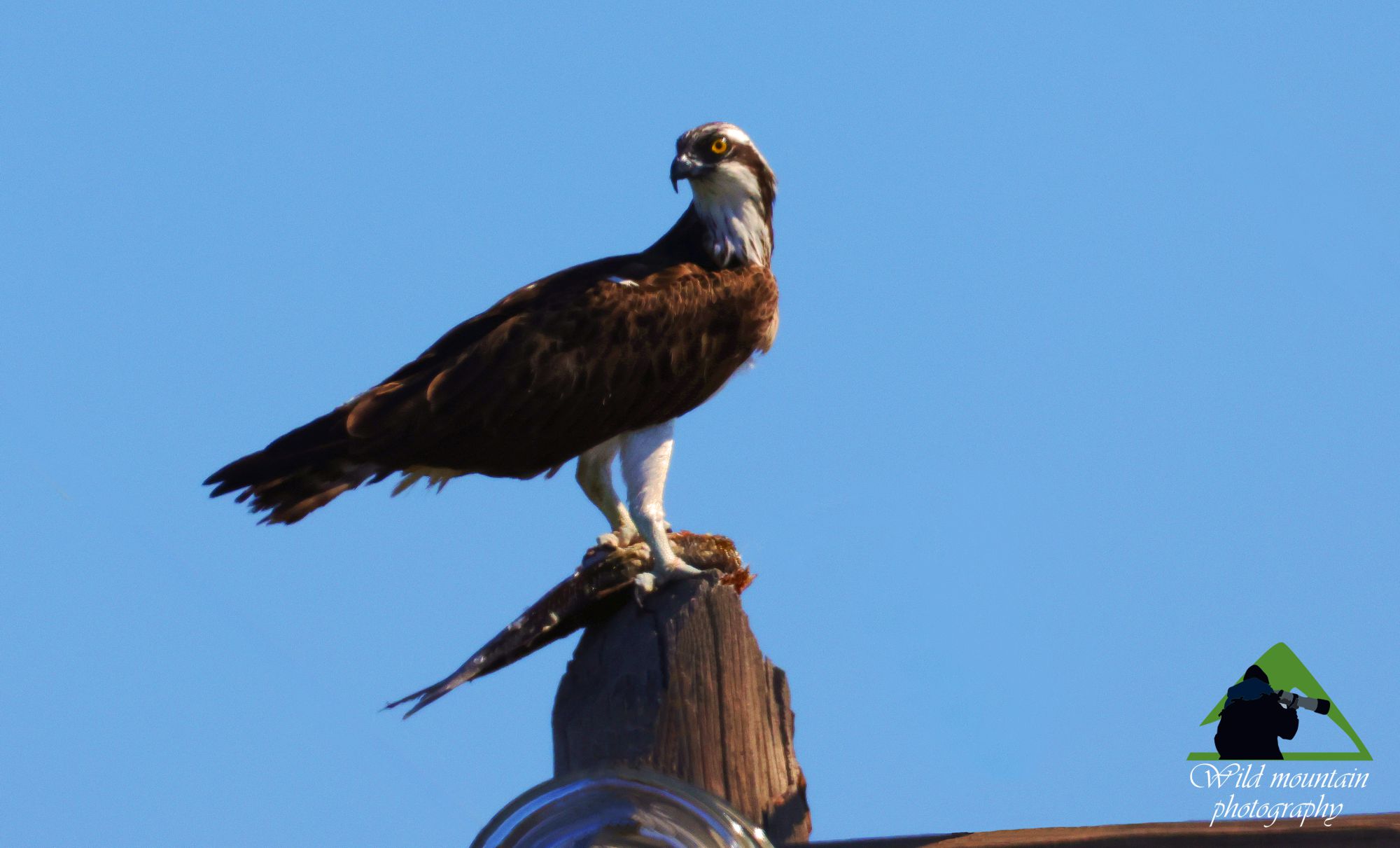 Τα πουλιά της Ελλάδας: Ο Ψαραετός (Pandion haliaetus)