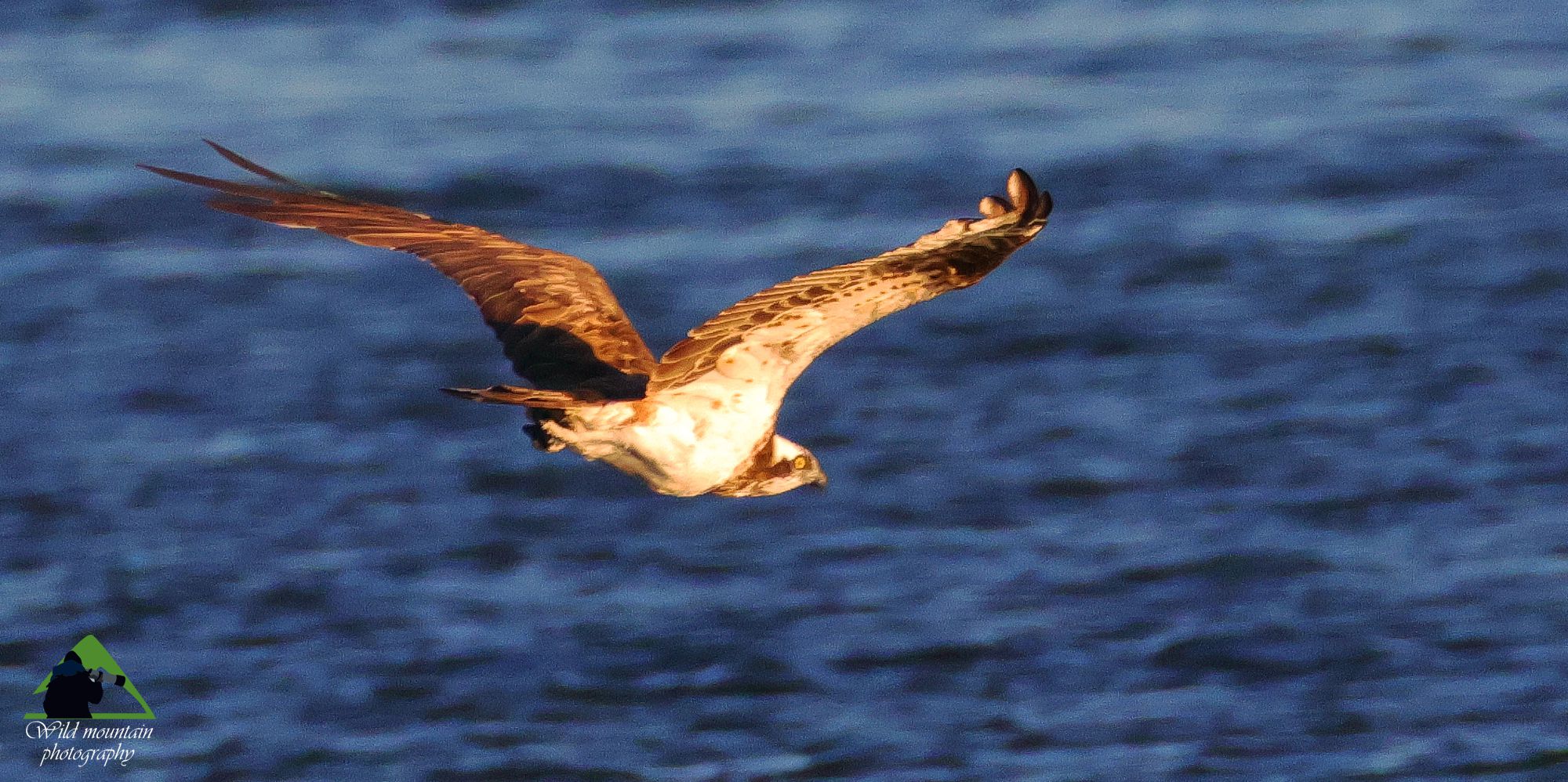 Τα πουλιά της Ελλάδας: Ο Ψαραετός (Pandion haliaetus)
