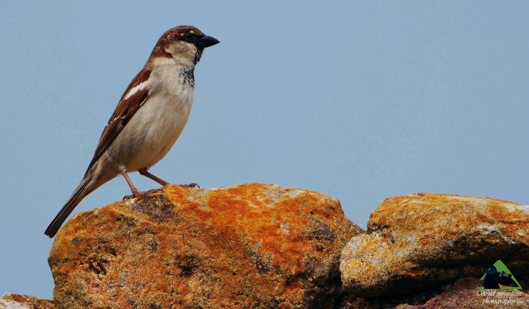Τα πουλιά της Ελλάδας: Ο Σπιτοσπουργίτης (Passer domesticus)